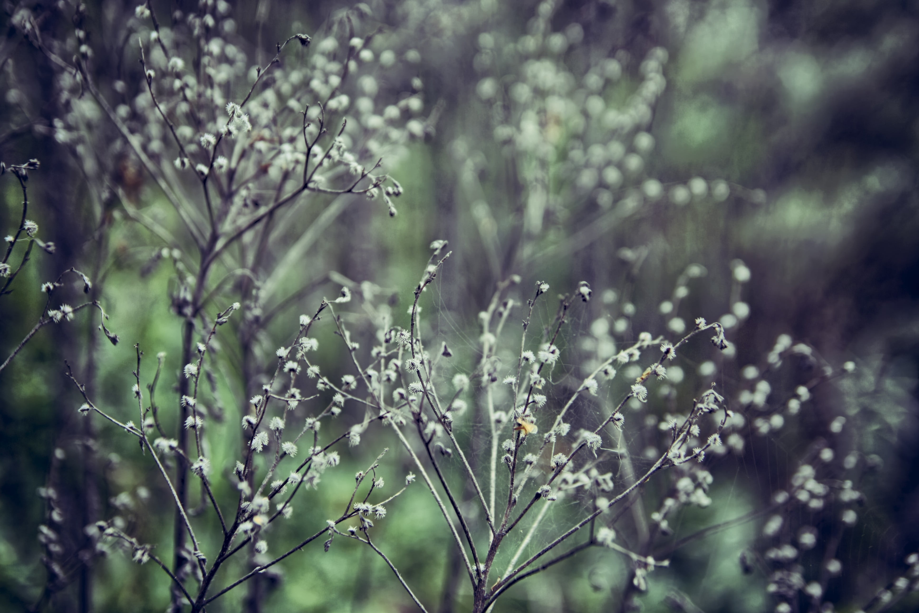plant, selective focus, rain, plants, petaled, flowers, grass, beauty In Nature, focus on foreground, outdoors, day, shallow, green Color, wet, defocused, HD Wallpaper