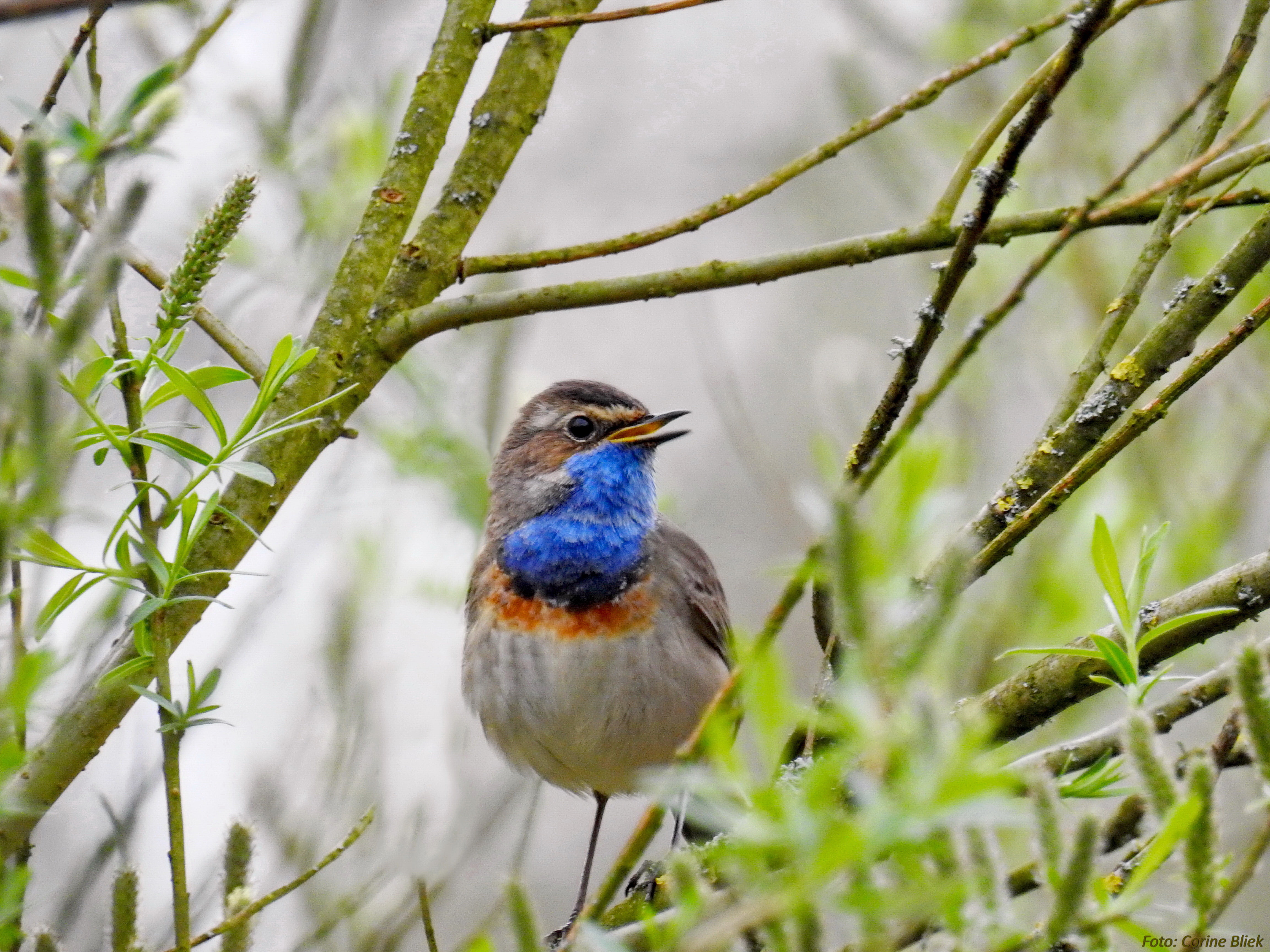outdoors, birding, migratory, Bluethroat, closeup, throated, blue  spring, photography, animal, vogel, animals In The Wild, branch, grey, wildlife, 4K, HD Wallpaper