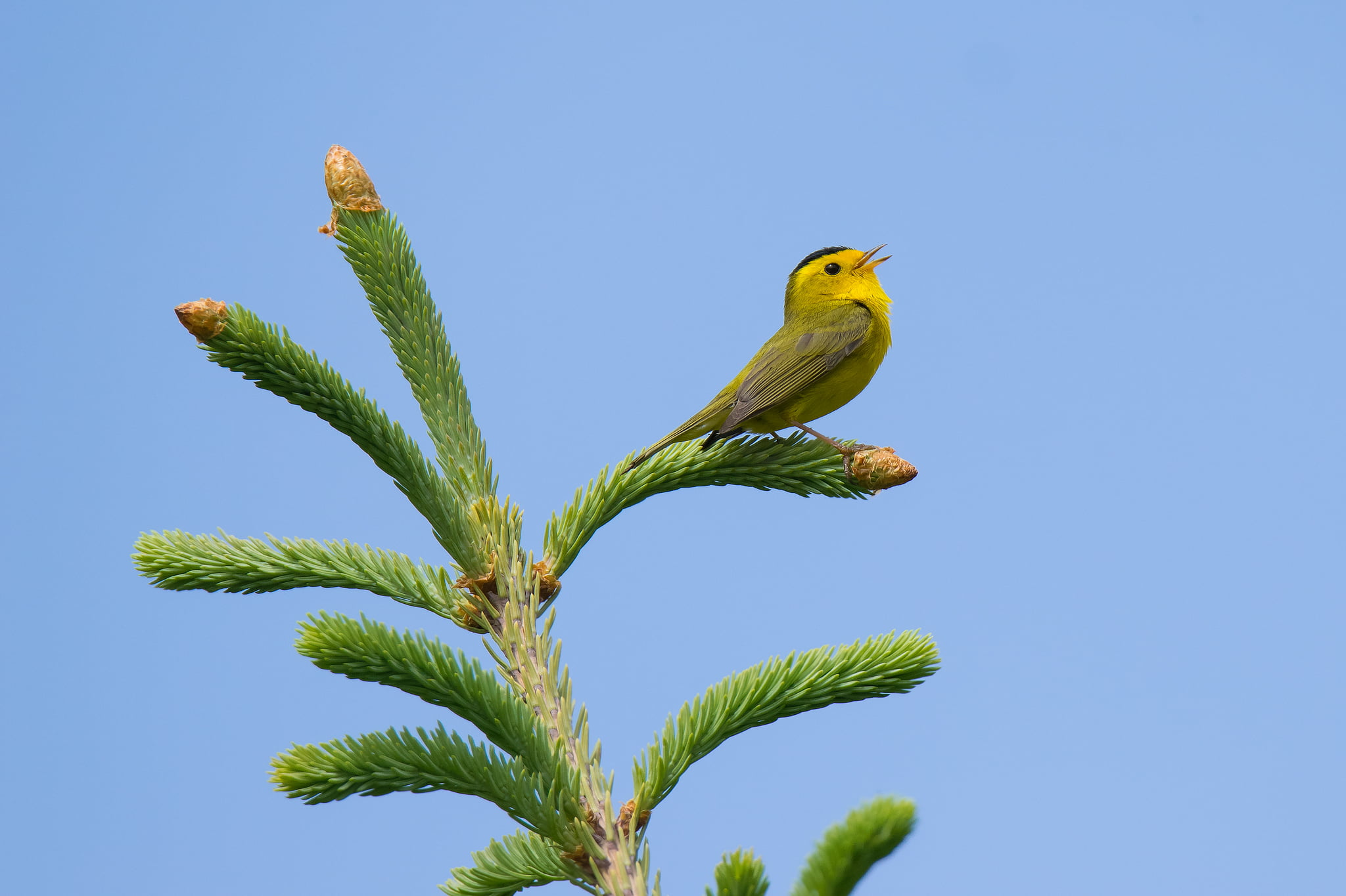 plant, wildlife, Wilsonia pusilla, bird, brown bird, 1080P, blue, spruce, green plant, nature, daytime, Yukon, Bird Song, Tree  yellow, Spruce Tree, yellow, HD Wallpaper