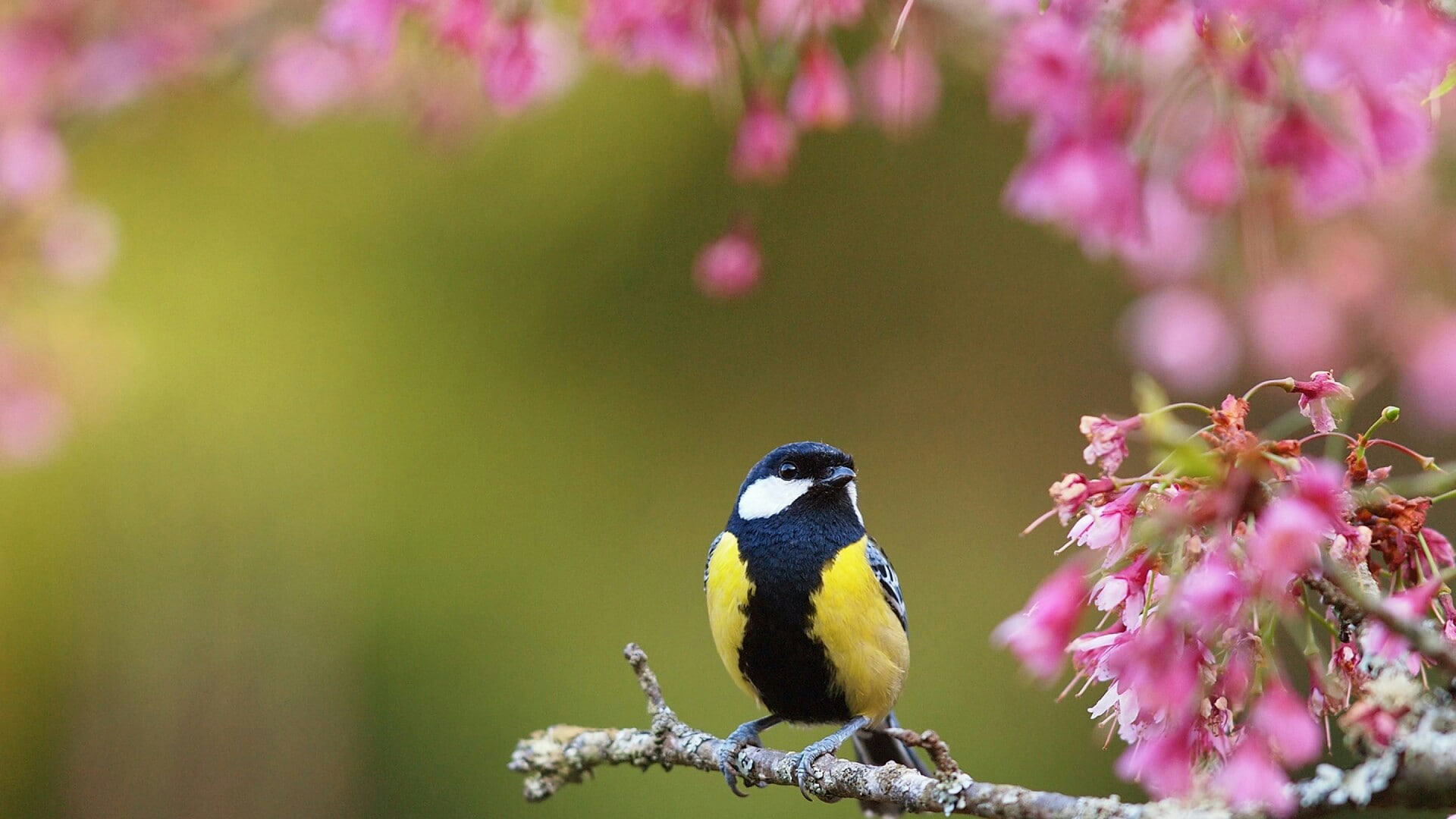bird, pink flowers, nature, spring, 1080P, HD Wallpaper