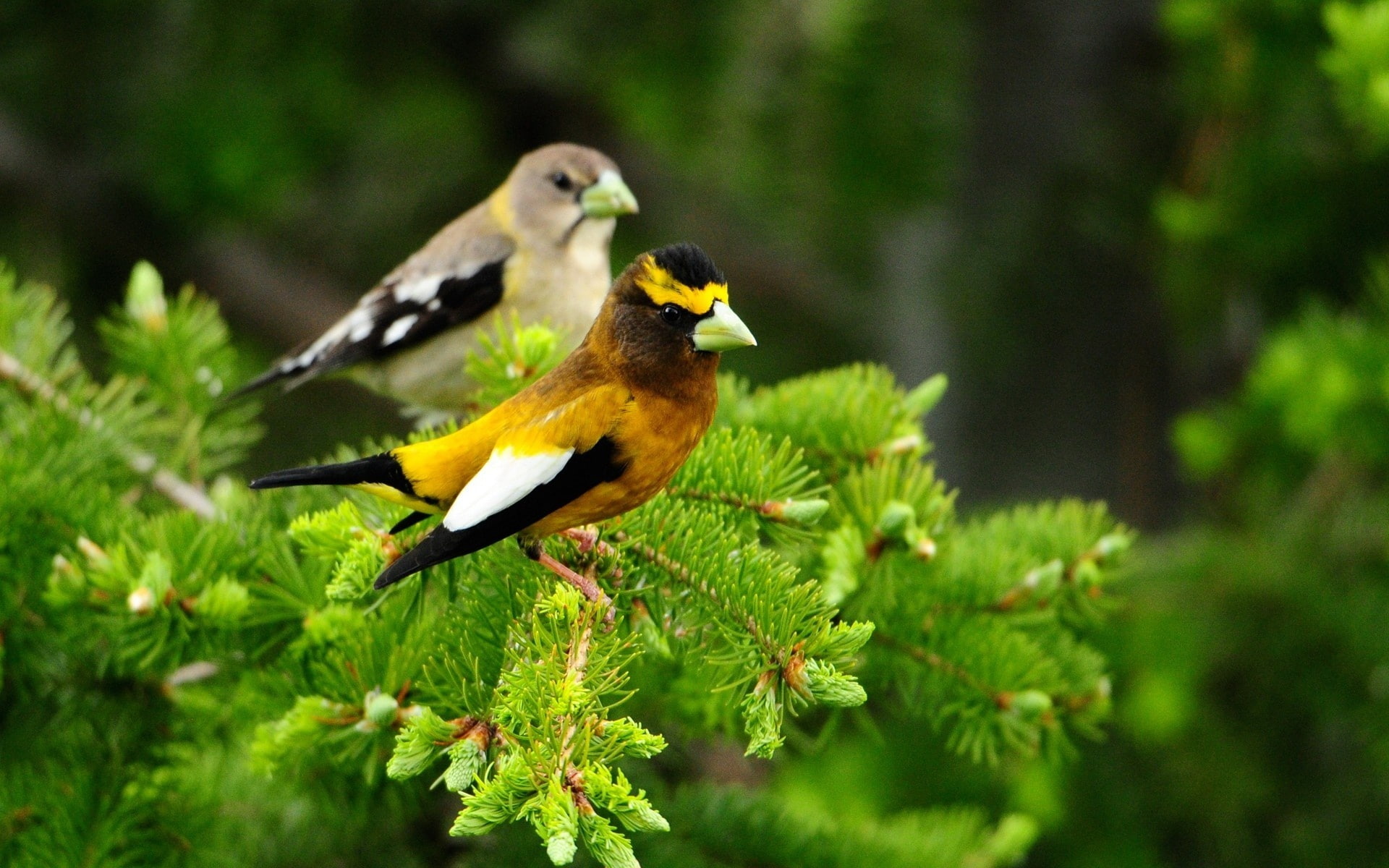 Spring, 1080P, Two, Trees, Birds, HD Wallpaper