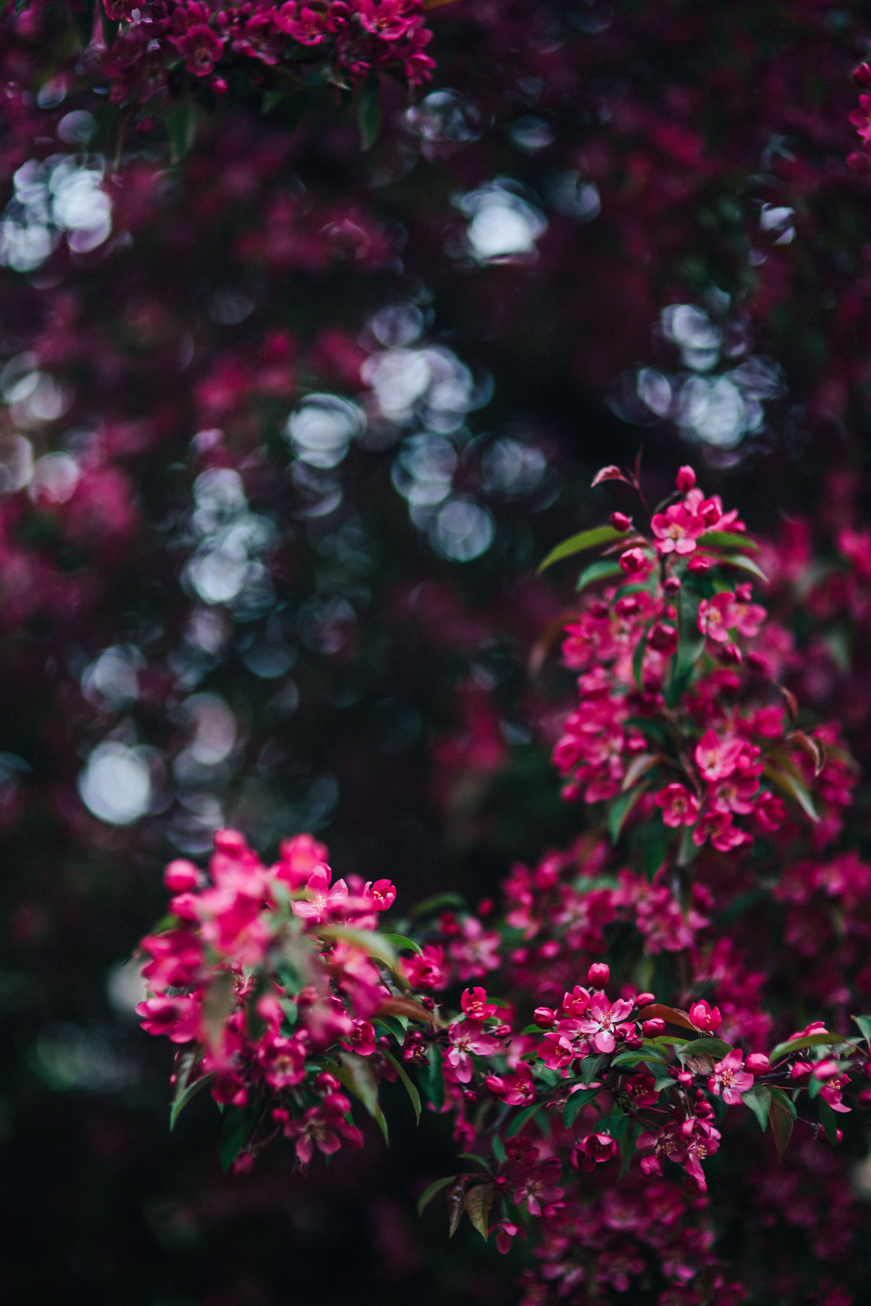 no people, selective focus, day, lovely, blossom, flower, copy space, red, petal, growth, flowering plant, park, springtime, plant, fragility, beauty In Nature, Phone HD Wallpaper