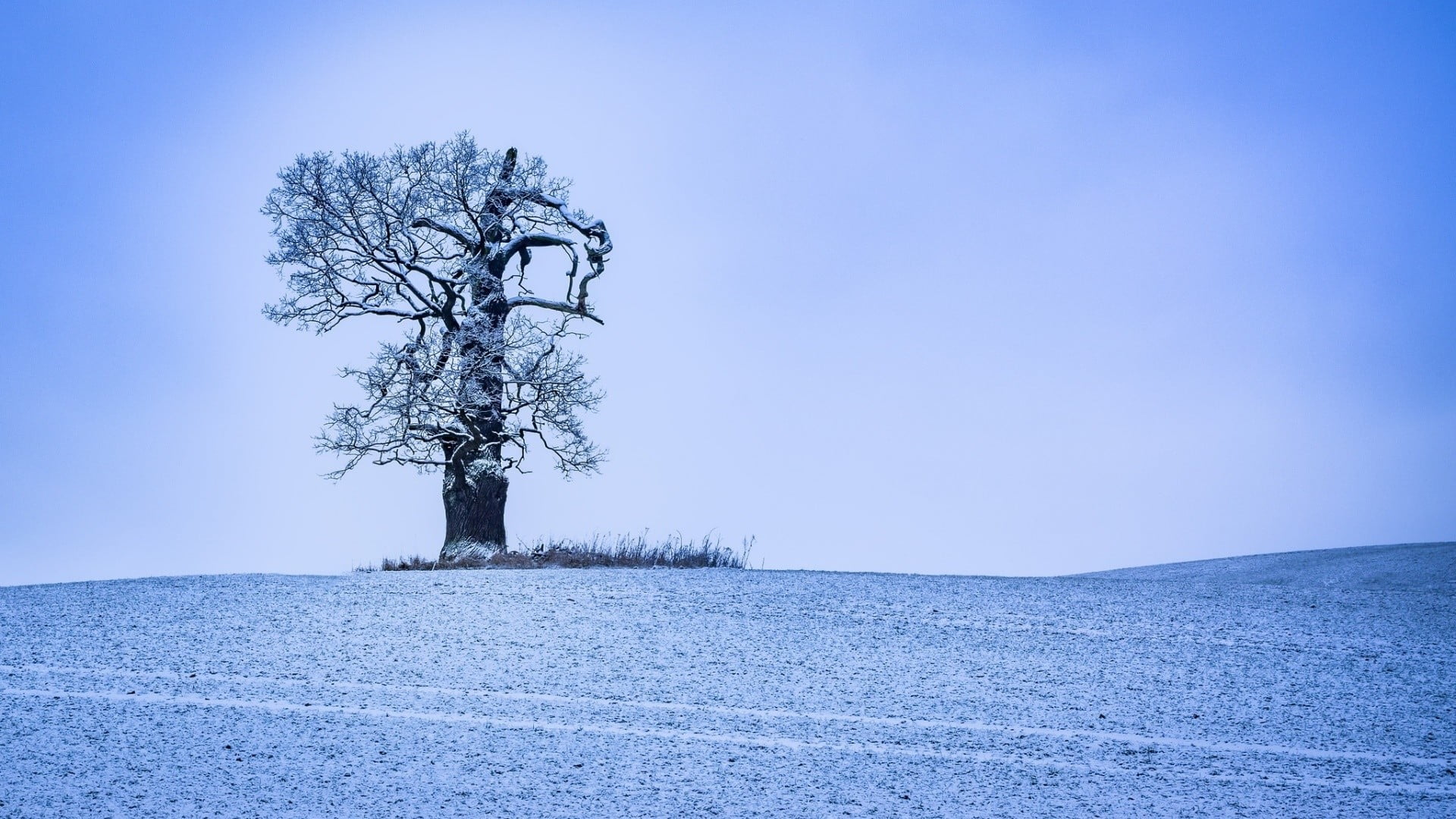 trees, cold temperature, tree, isolated, day, 1080P, no people, silhouette, land, tranquility, plant, sky, nature, bare tree, cyan, tranquil scene, landscape, HD Wallpaper