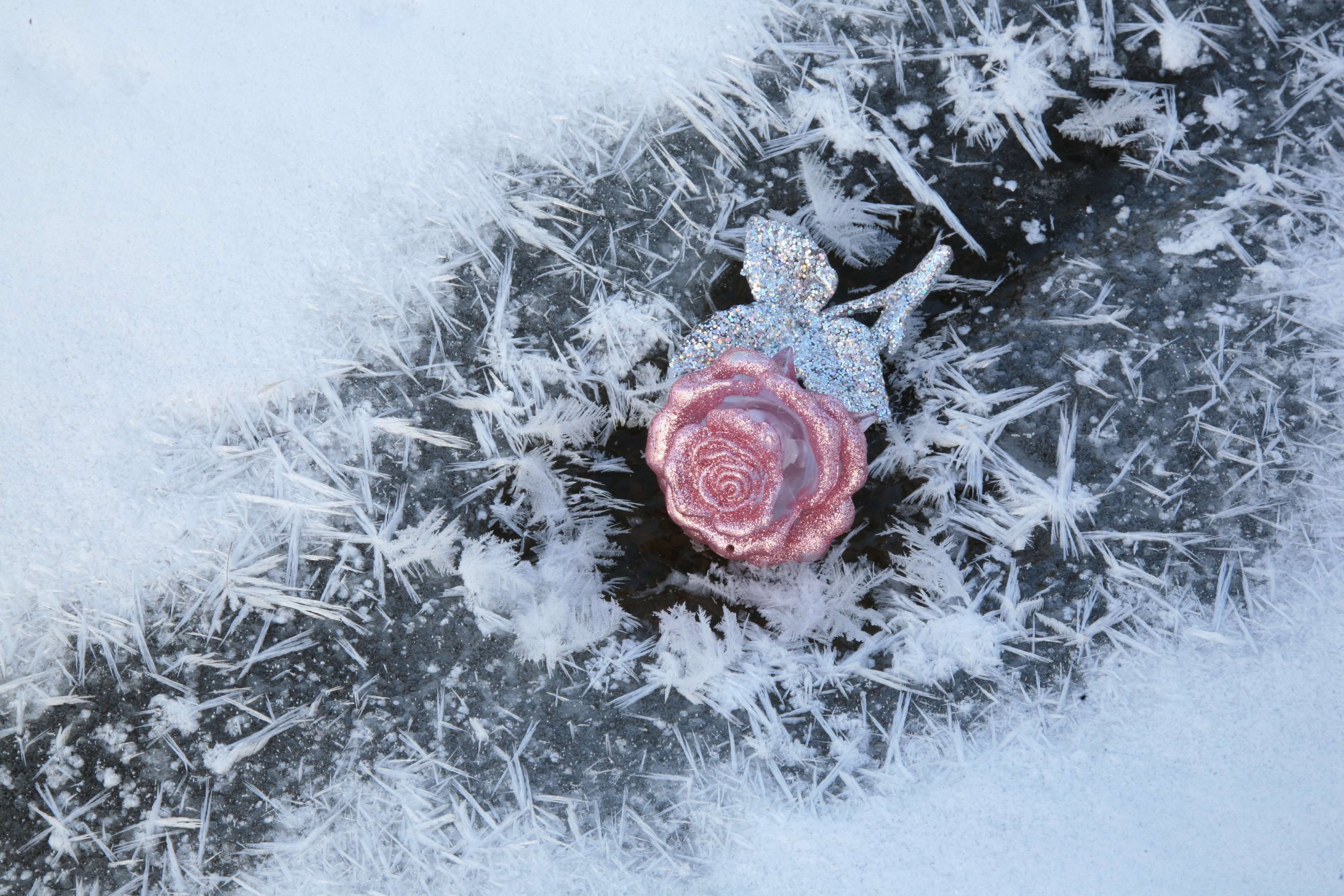 field, flower, extreme weather, queen of flowers, frozen, ice, red, nature, white, plant, petals, beauty in nature, cold, leann, cold temperature, bauble, HD Wallpaper