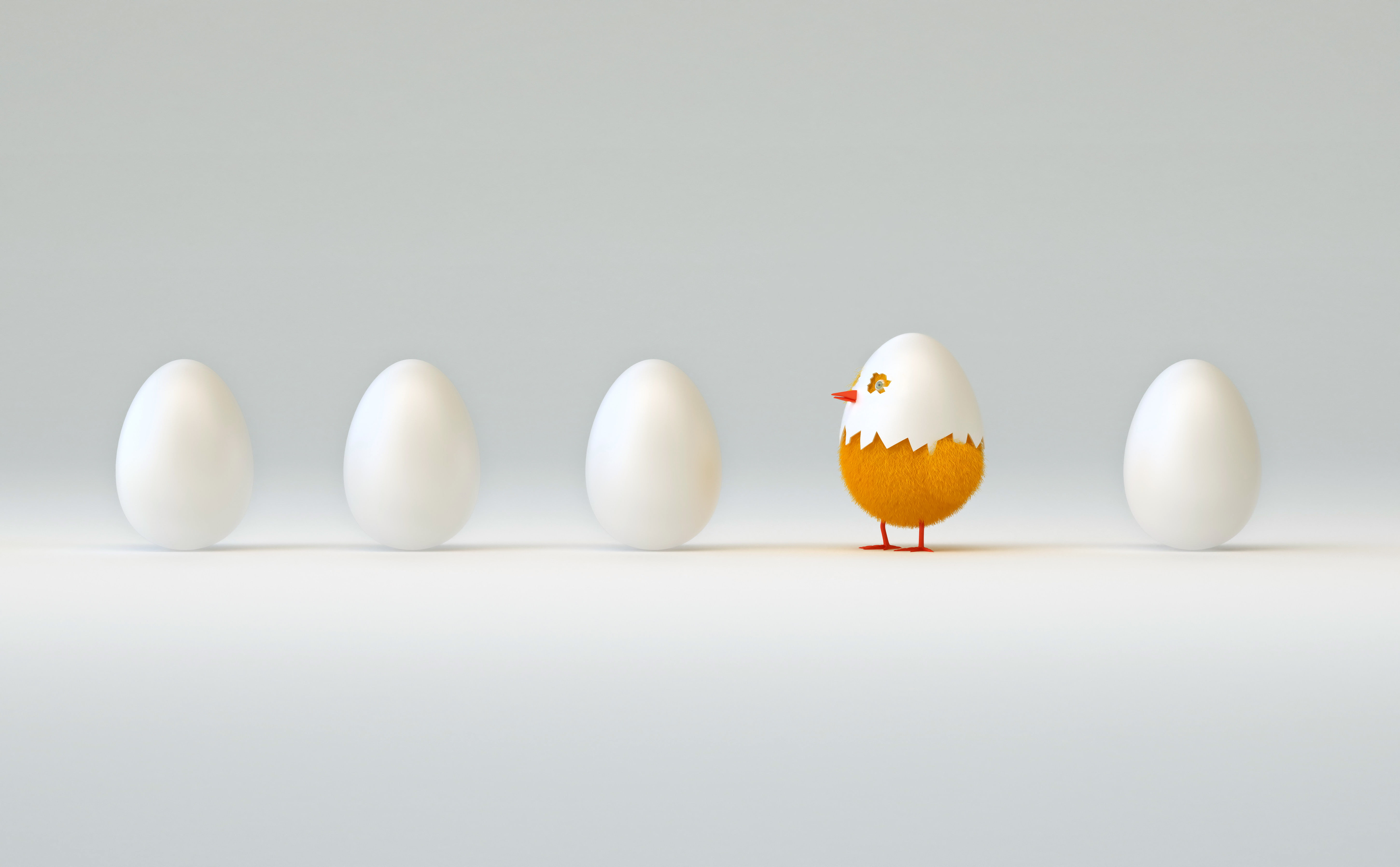 copy space, five, vertebrate, abstraction, animal themes, gray, nature, the rest, chicken, food, studio shot, waiting for, looks, food and drink, animal wildlife, HD Wallpaper