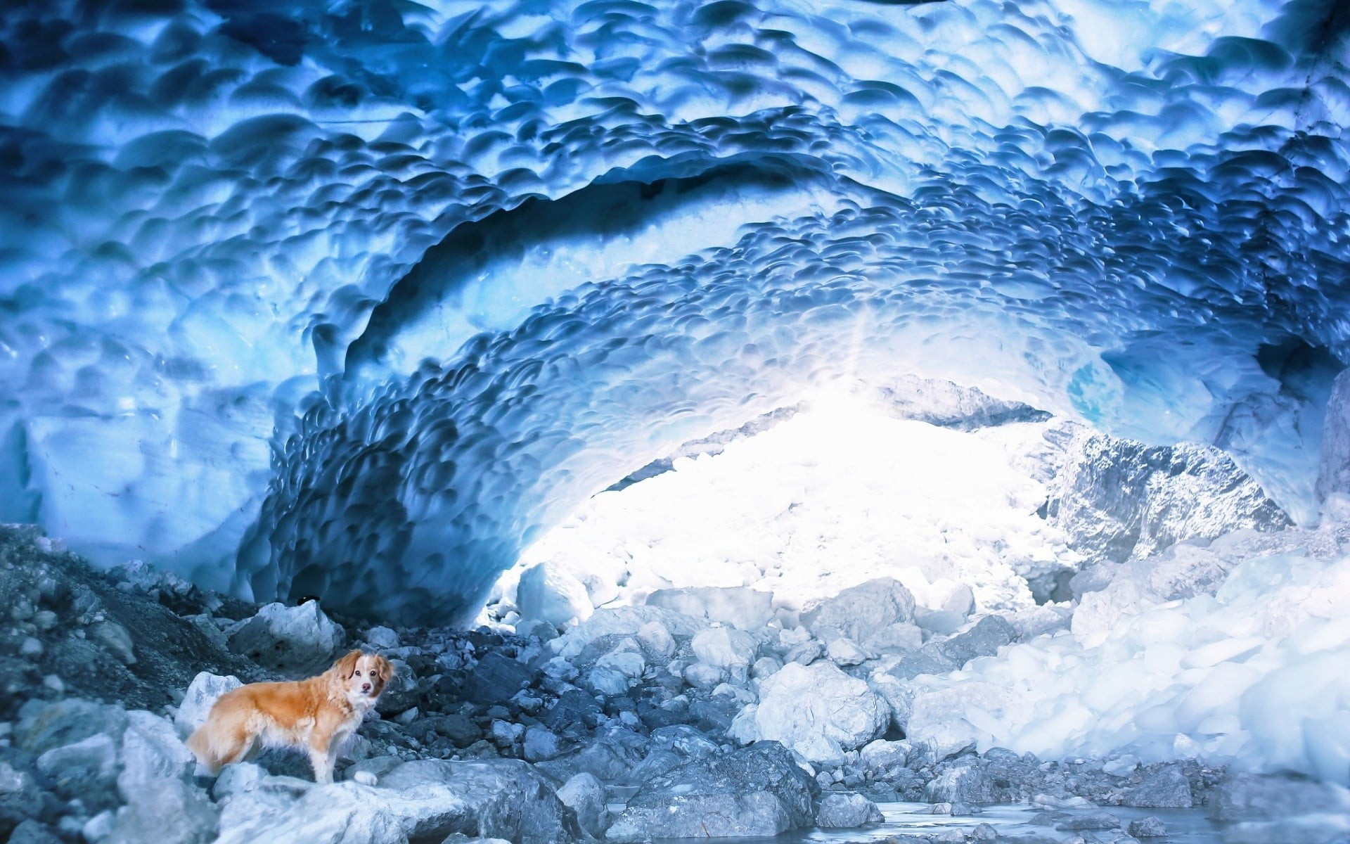 day, winter, one animal, water, mammal, cave, canine, black, animals, frozen, ice, no people, vertebrate, 1080P, animal themes, brown, snowcapped mountain, HD Wallpaper