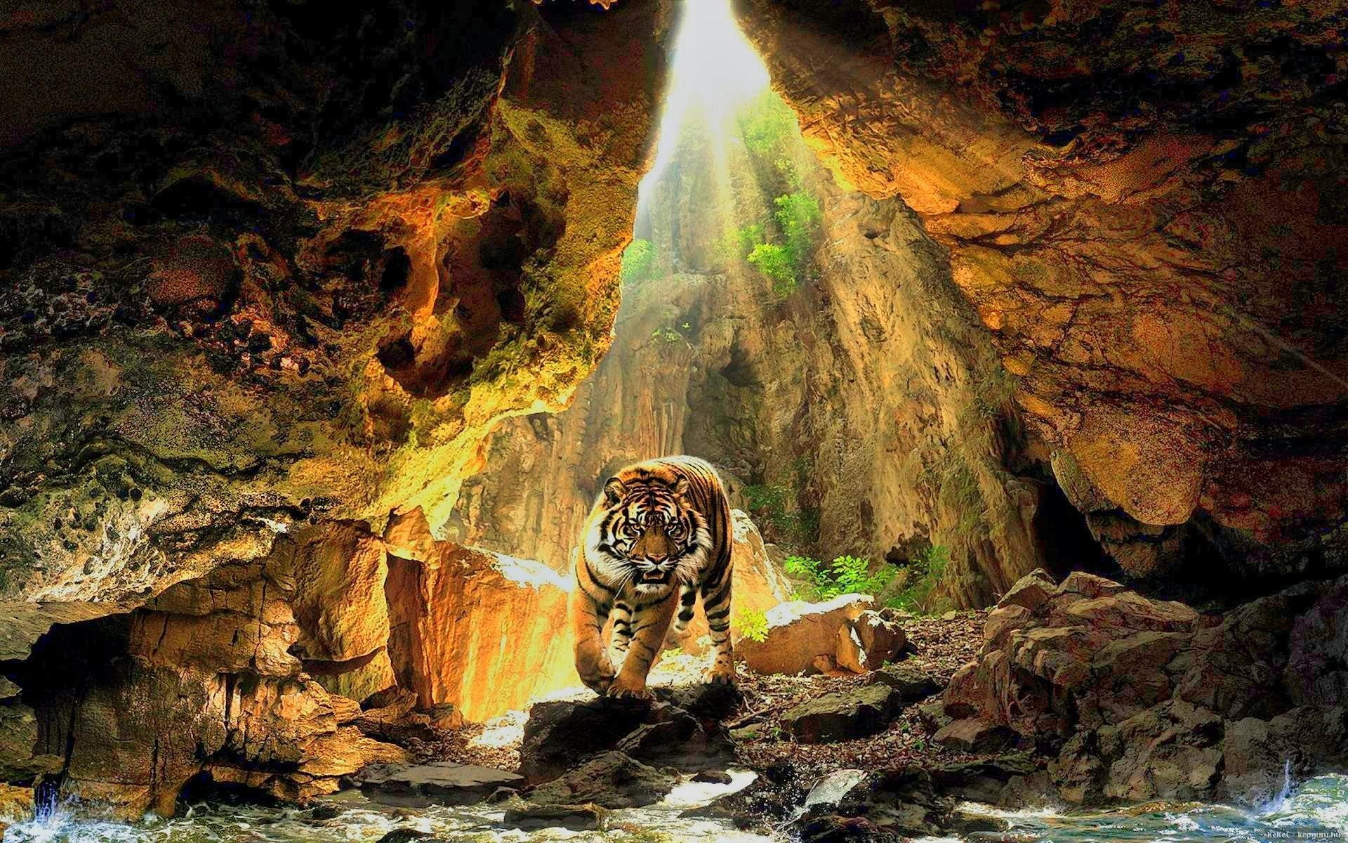 tiger, animal, forest, 1080P, rock, flowing water, one animal, tree, sunlight, beauty in nature, rock formation, no people, water, day, solid, animal wildlife, HD Wallpaper
