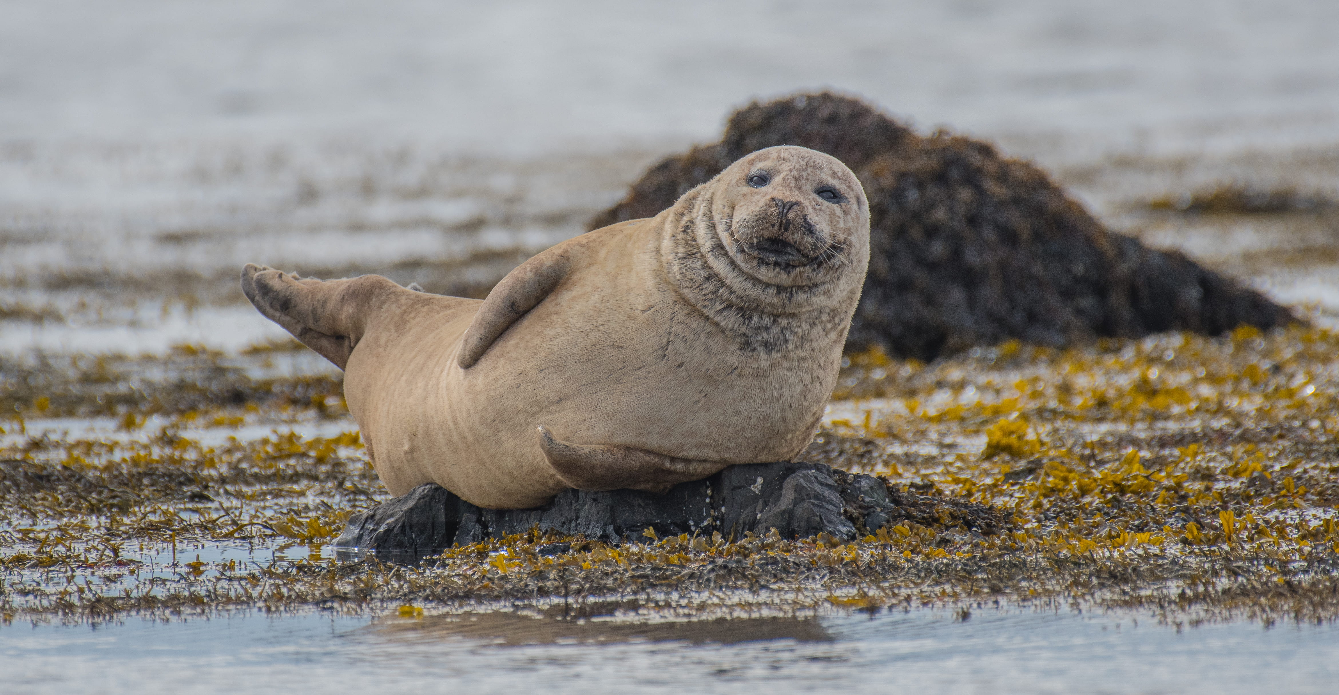 wildlife, day, seal - animal, iceland, photography, animal wildlife, closeup, selective, lion, oceanlife, no people, mammal, water, cold, animal, one animal, HD Wallpaper