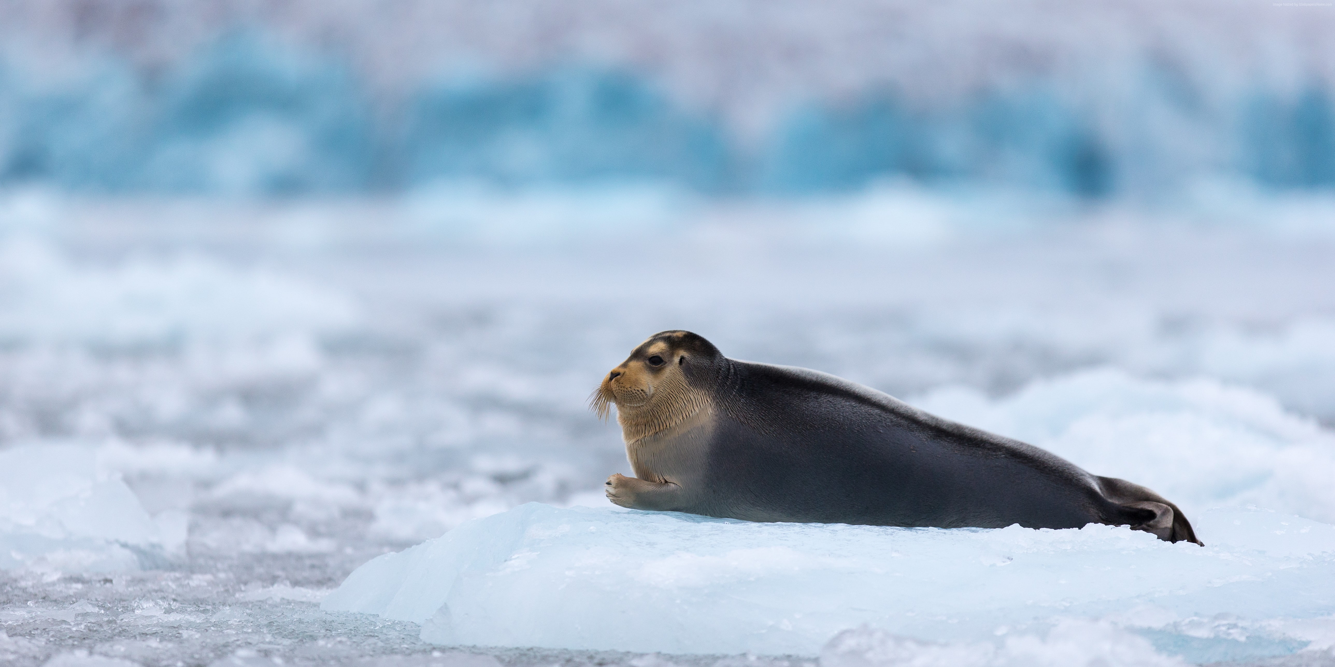 animal, frozen, vertebrate, animal wildlife, Ocean, Bearded Seal, profile view, animals in the wild, sea, animal themes, ice, Hudson Bay, seal - animal, HD Wallpaper