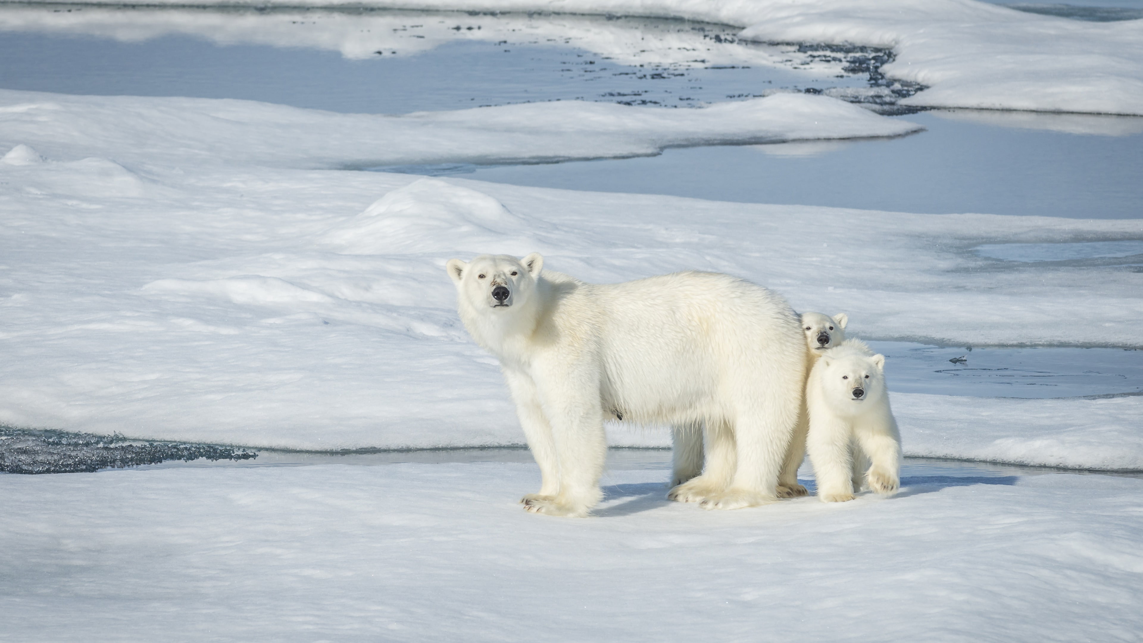 freezing, animal, 4K, white color, animal wildlife, mammal, day, polar bear cubs, animals in the wild, vertebrate, water, ice cap, cubs, ice, nature, no people, HD Wallpaper