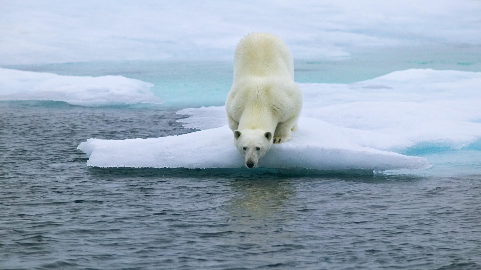arctic ocean, winter, cold temperature, ice cap, outdoors, one animal, animals in the wild, mammal, animal themes, melting, nature, wildlife, frozen, sea, HD Wallpaper
