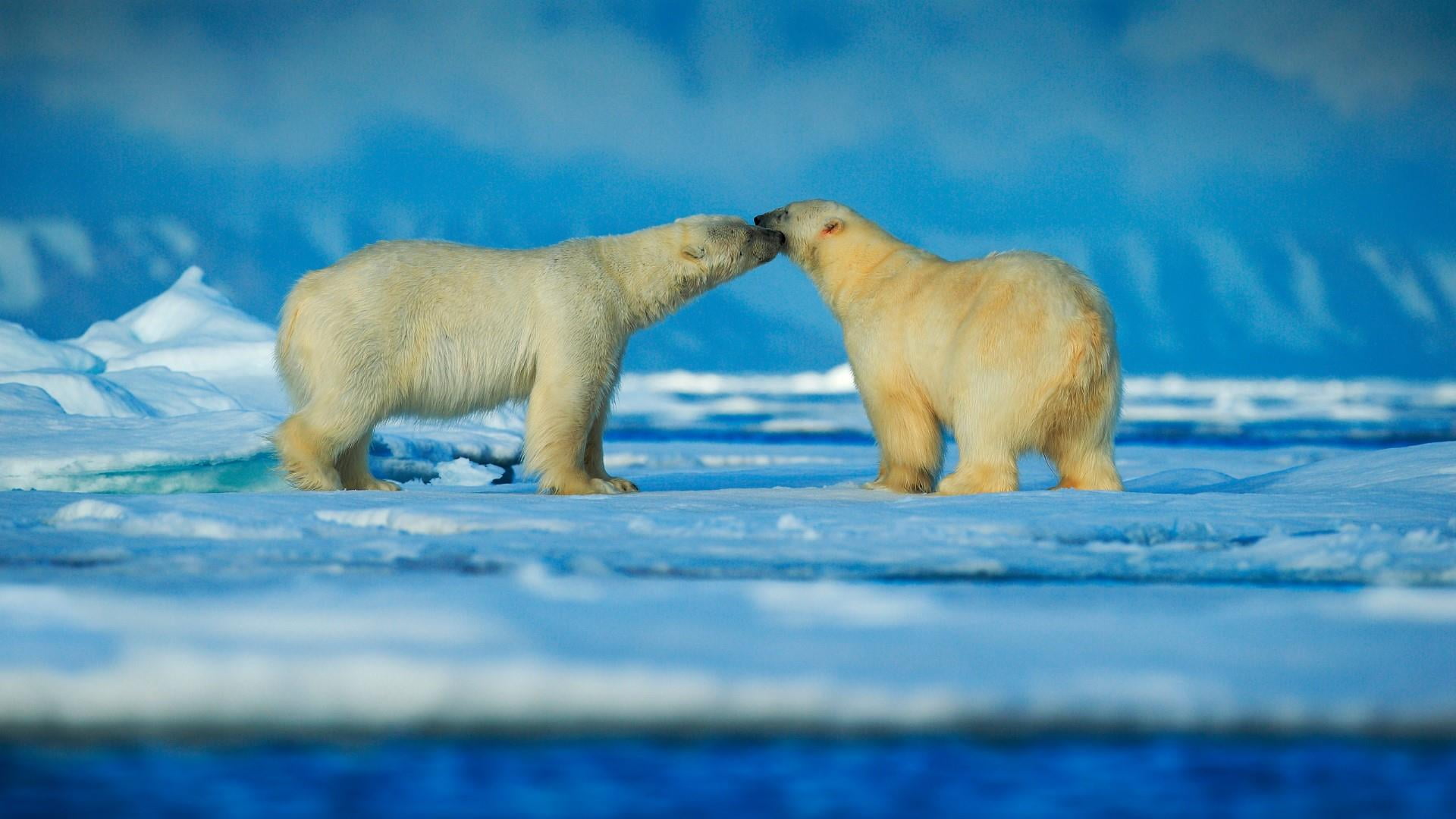 snow, survival, mammal, animal, animal wildlife, 1080P, no people, polar bear, animal themes, terrestrial animal, vertebrate, nature, arctic, cold temperature, HD Wallpaper