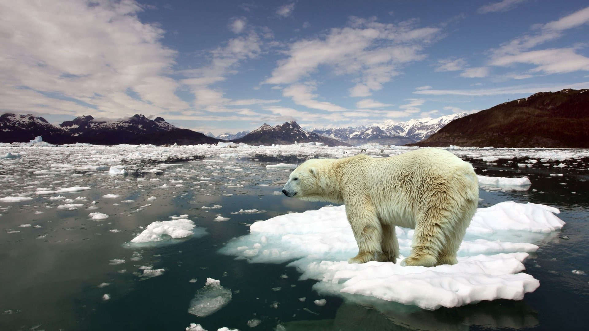 winter, polar bears, no people, animal themes, beauty in nature, white color, water, 1080P, ice, one animal, iceberg, polar bear, snow, landscape, frozen, HD Wallpaper
