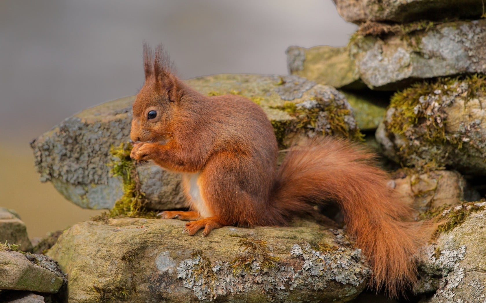 nature, rock - object, cat, eating, black, animal wildlife, brown, animals, rodent, food, rock, animal themes, 720P, moss, vertebrate, squirrel, one animal, HD Wallpaper