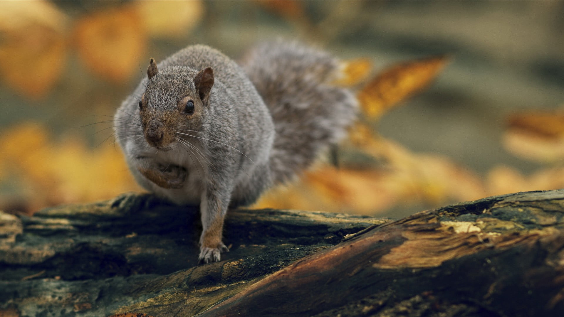 tree, brown, animal themes, rodent, squirrel, one animal, solid, outdoors, nature, cat, focus on foreground, no people, tabby, 1080P, animals in the wild, HD Wallpaper