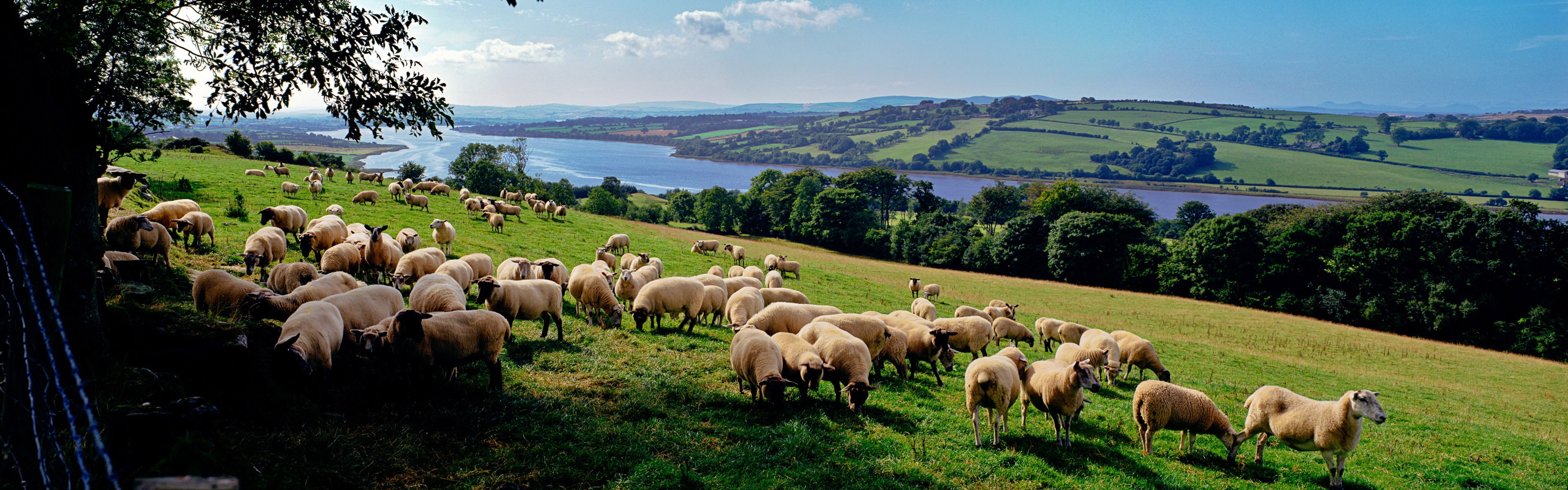 4K, Countryside, Many, Sheeps, Farm, HD Wallpaper