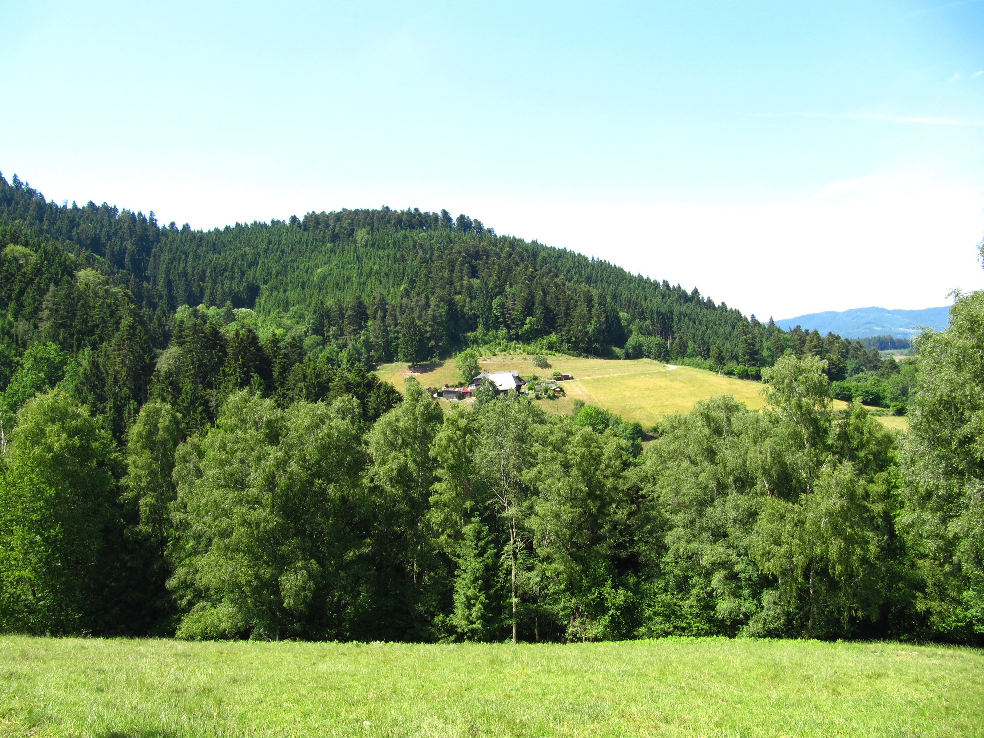 green color, tranquility, tranquil scene, black forest, pine tree, mountain, growth, no people, tree, grass, beauty in nature, lush foliage, field, foliage, HD Wallpaper