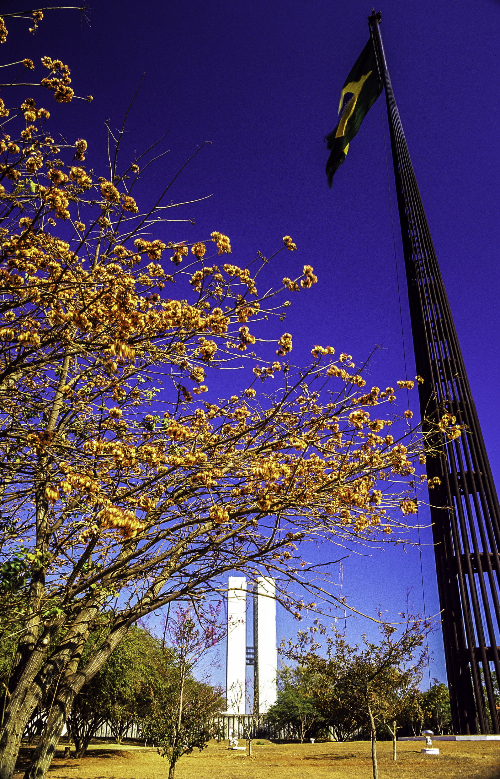 plant, office building exterior, low angle view, building exterior, outdoors, clear sky, growth, tall - high, no people, day, sunlight, brazil, built structure, Phone HD Wallpaper