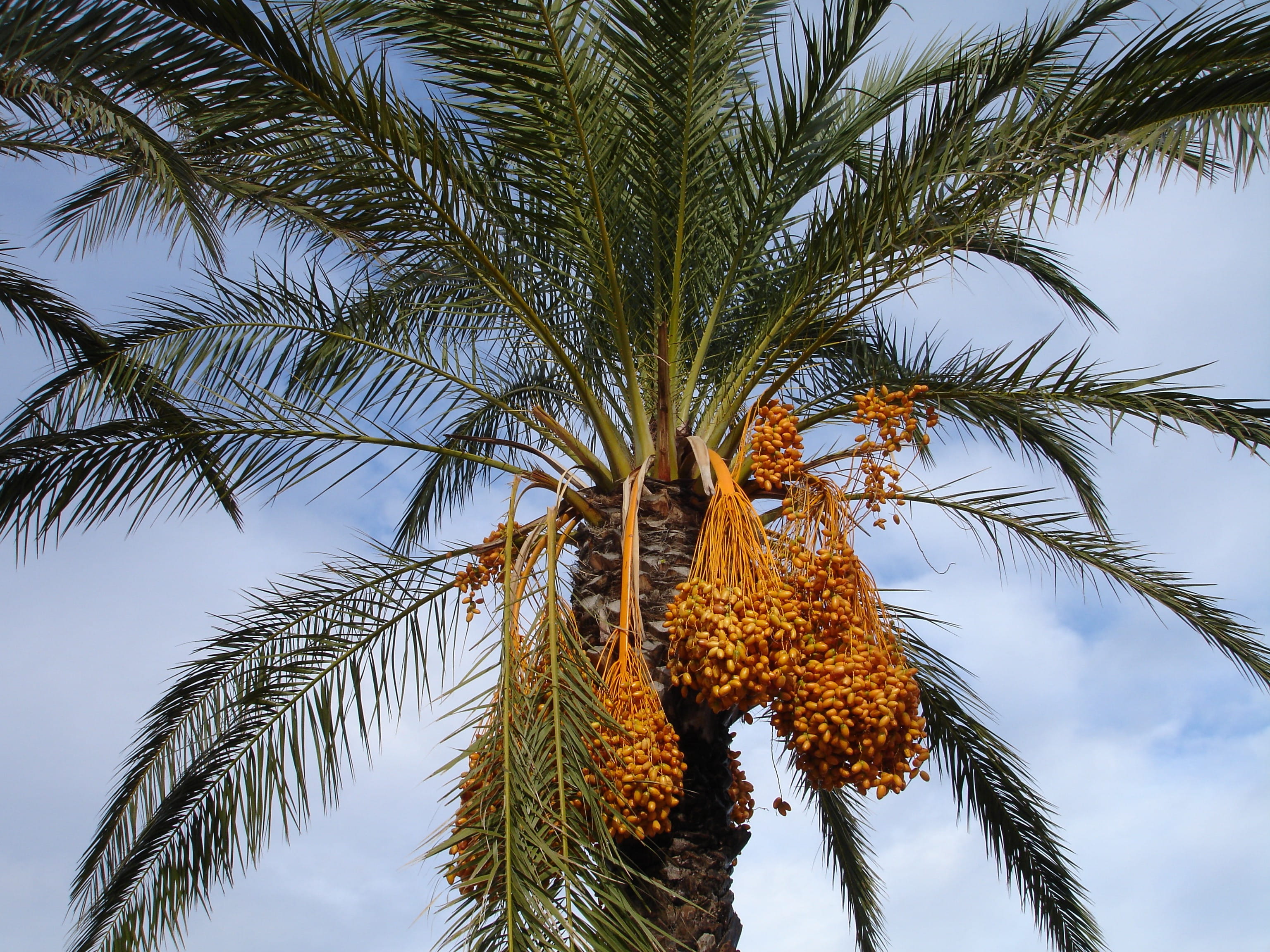 2K, tropical fruit, tropical Climate, tropical tree, seeds, healthy eating, no people, outdoors, fruits, plant, palm leaf, food and drink, Dates, nature, HD Wallpaper