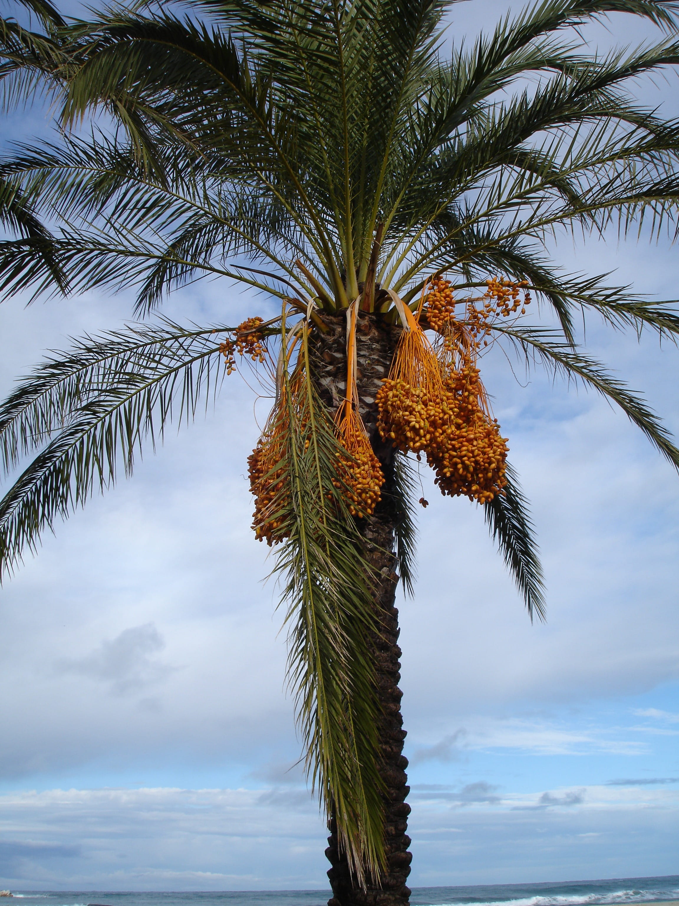 leaf, seeds, sky, palm leaf, Date Palm, growth, tropical climate, date palm tree, plant, trunk, day, exotic, coconut palm tree, beauty in nature, tranquility, Phone HD Wallpaper