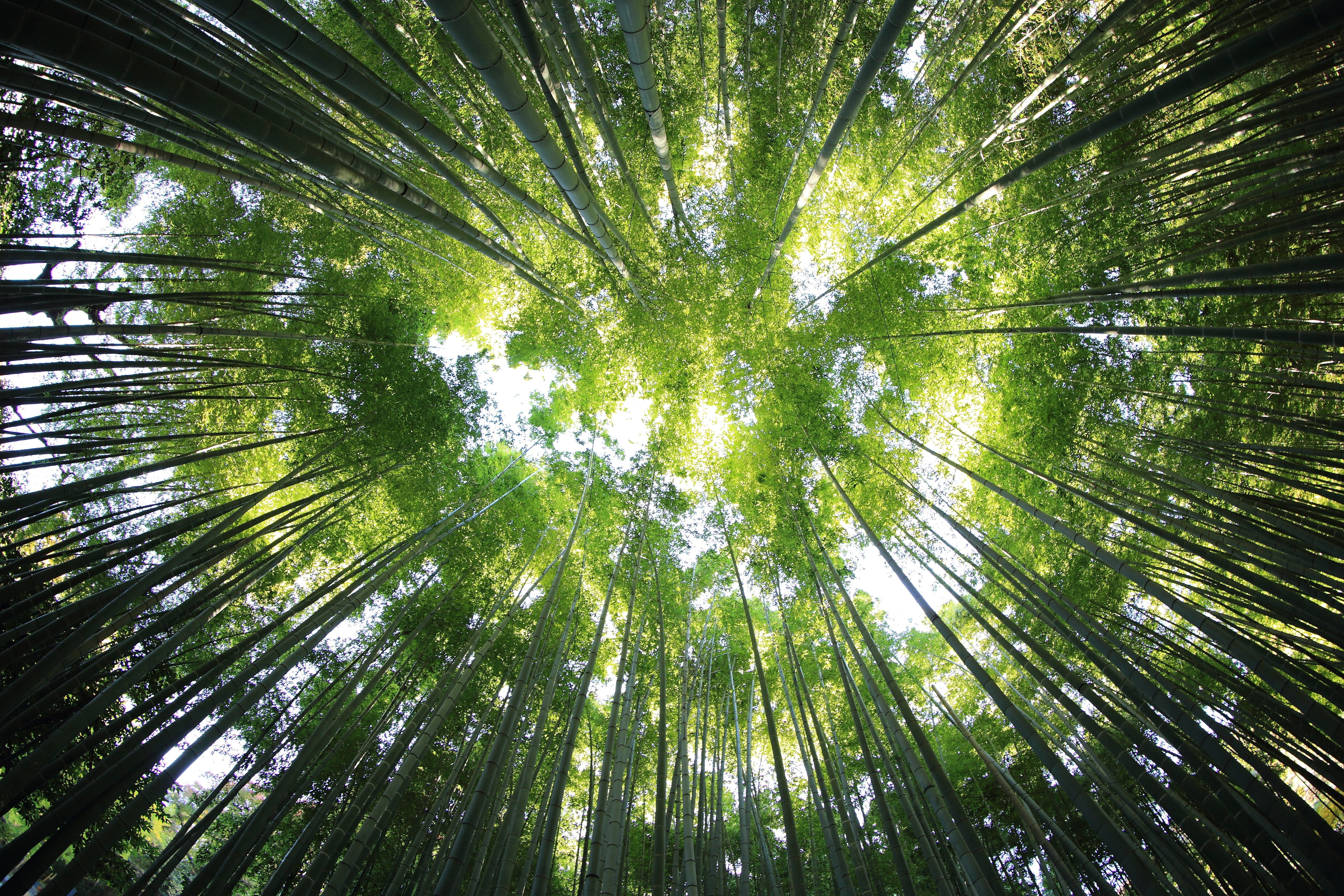 forest, trees, angle, no people, tree trunk, ornamental garden, outdoors, beauty in nature, land, green color, tree, bamboo - plant, plant, bright, tree canopy, HD Wallpaper
