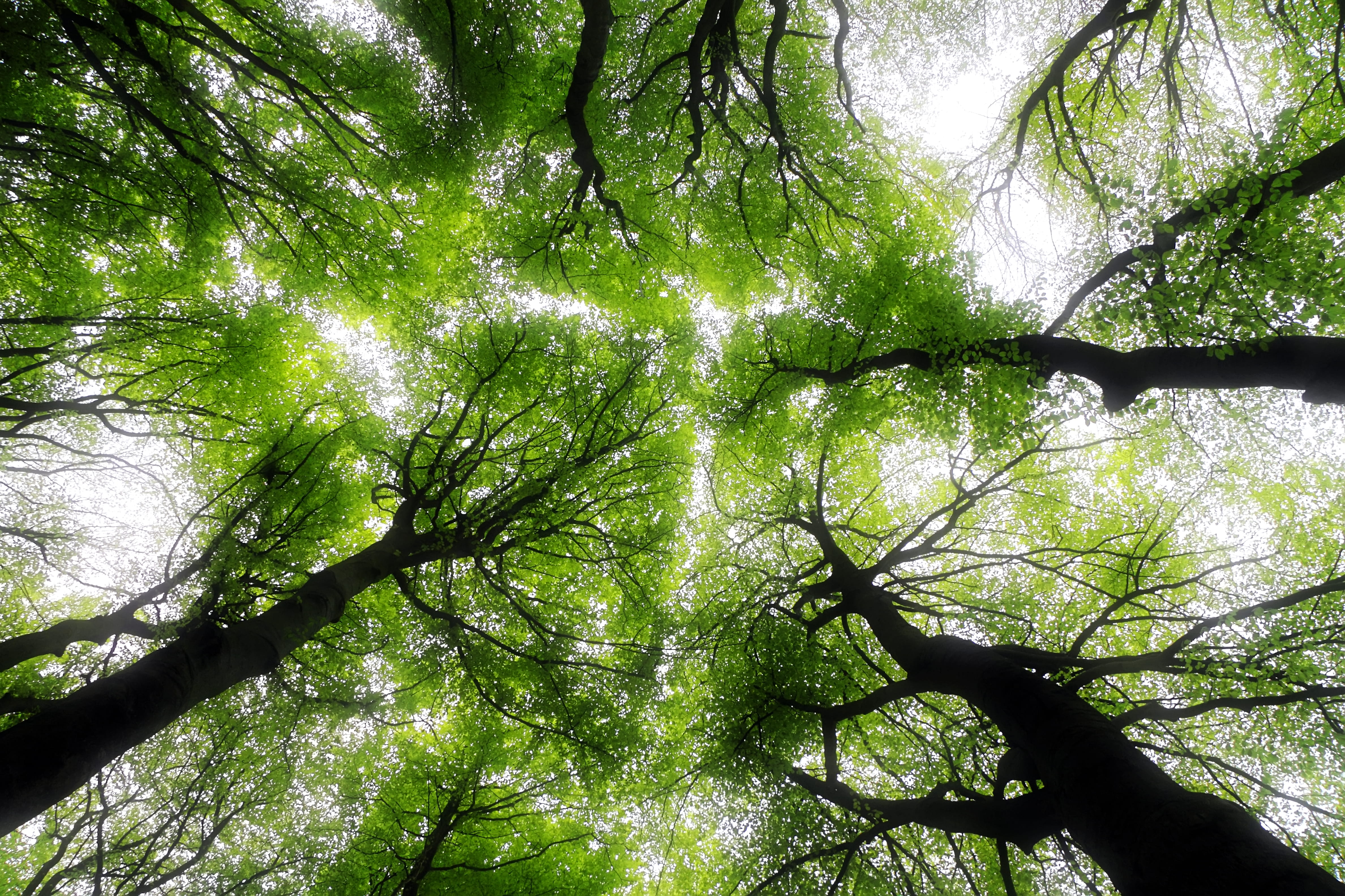 land, plant, bamboo - plant, woodland, jungle, streaming, forrest, scenery, green color, flare, low, 4K, rainforest, no people, branch, tree canopy, trees, HD Wallpaper