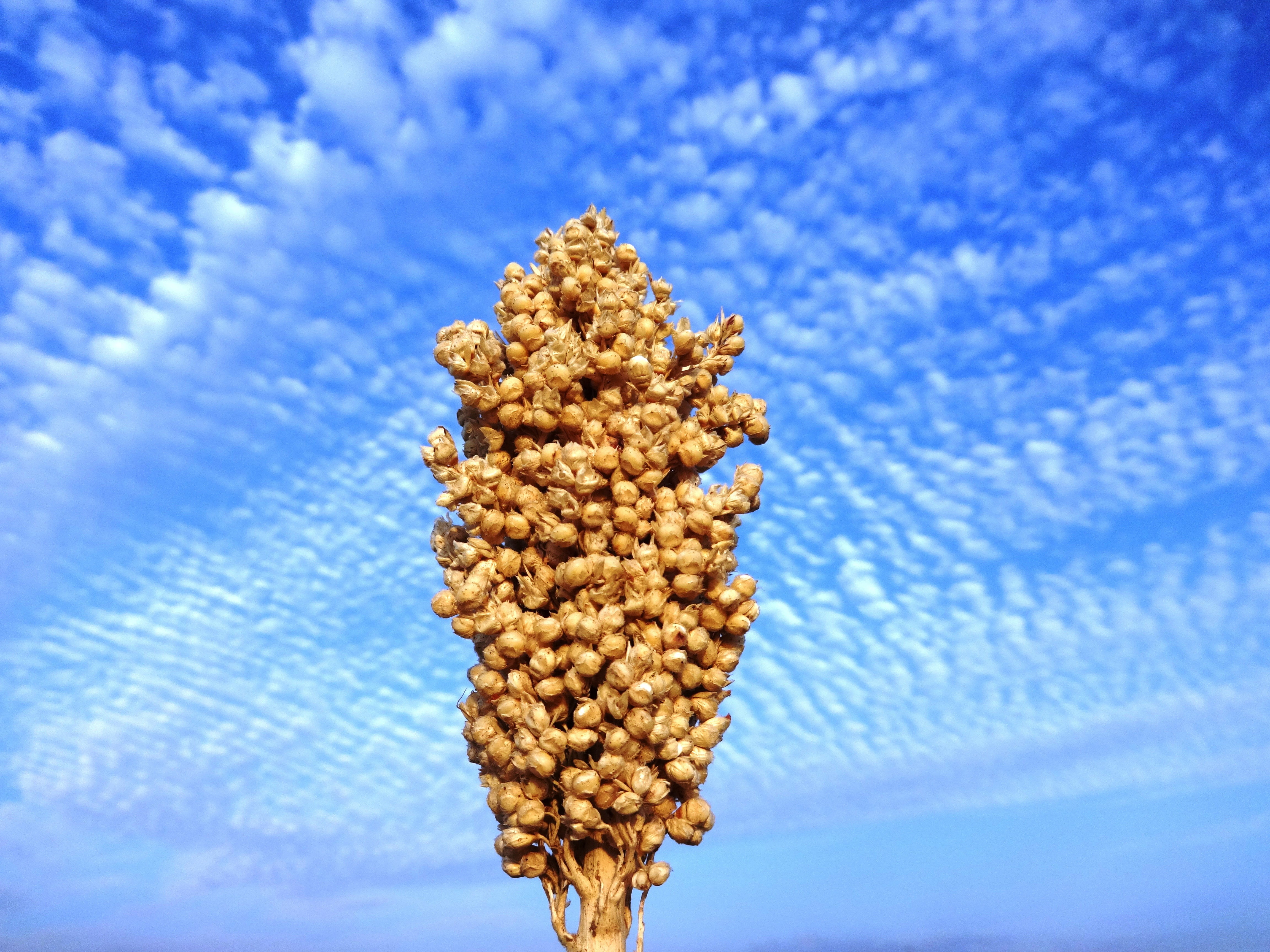 food, freshness, natural, view, seed, tree, scenic, healthy eating, cirrus, meteorology, 4K, botany, india, beauty in nature, clouds, snack, cloud - sky, HD Wallpaper