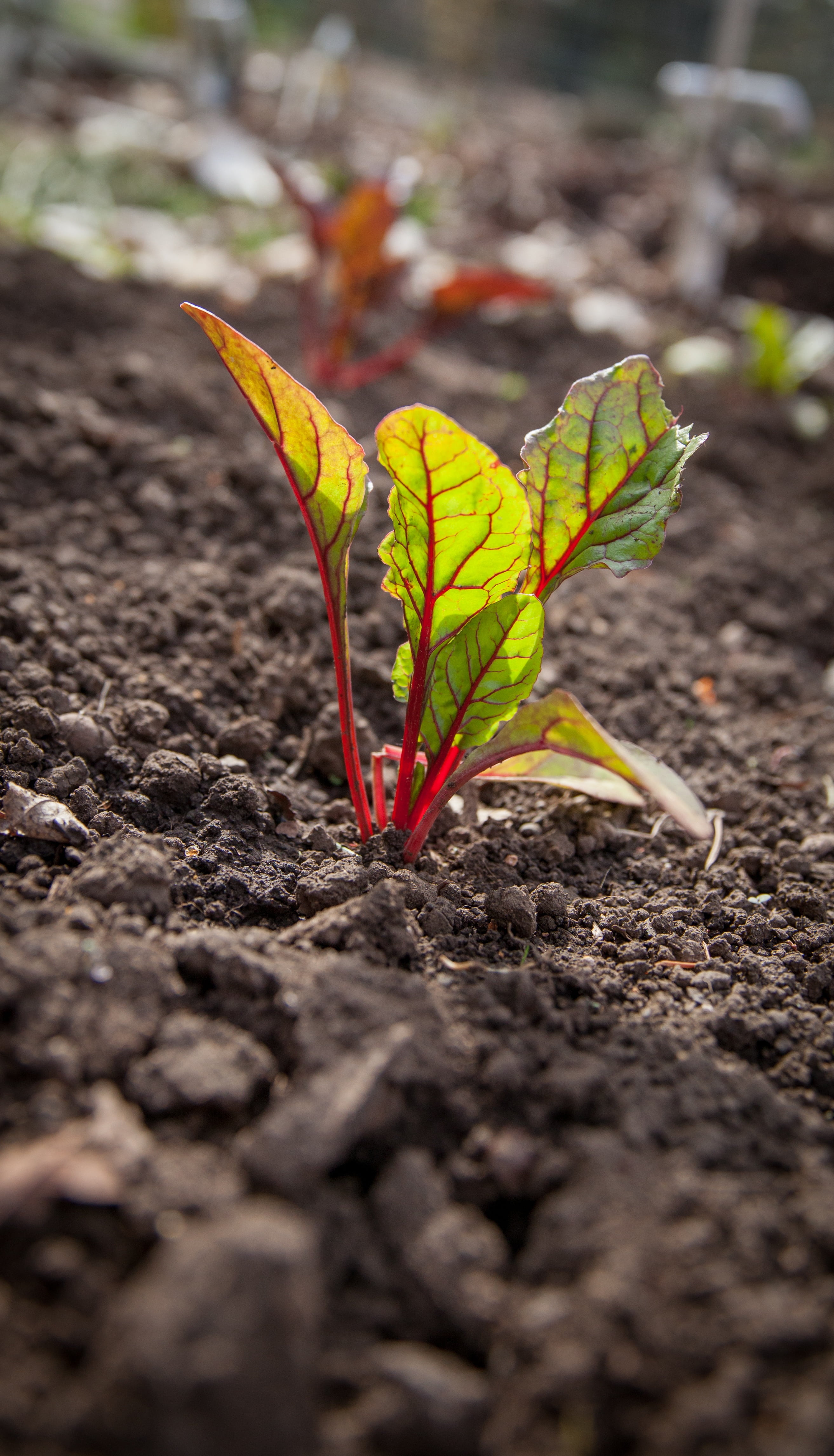 new Life, no people, sprout, close-up, agriculture, beauty in nature, low, spring, dirt, day, leafed, growth, chard, botany, angle, plant, seedling, flowering plant, Phone HD Wallpaper