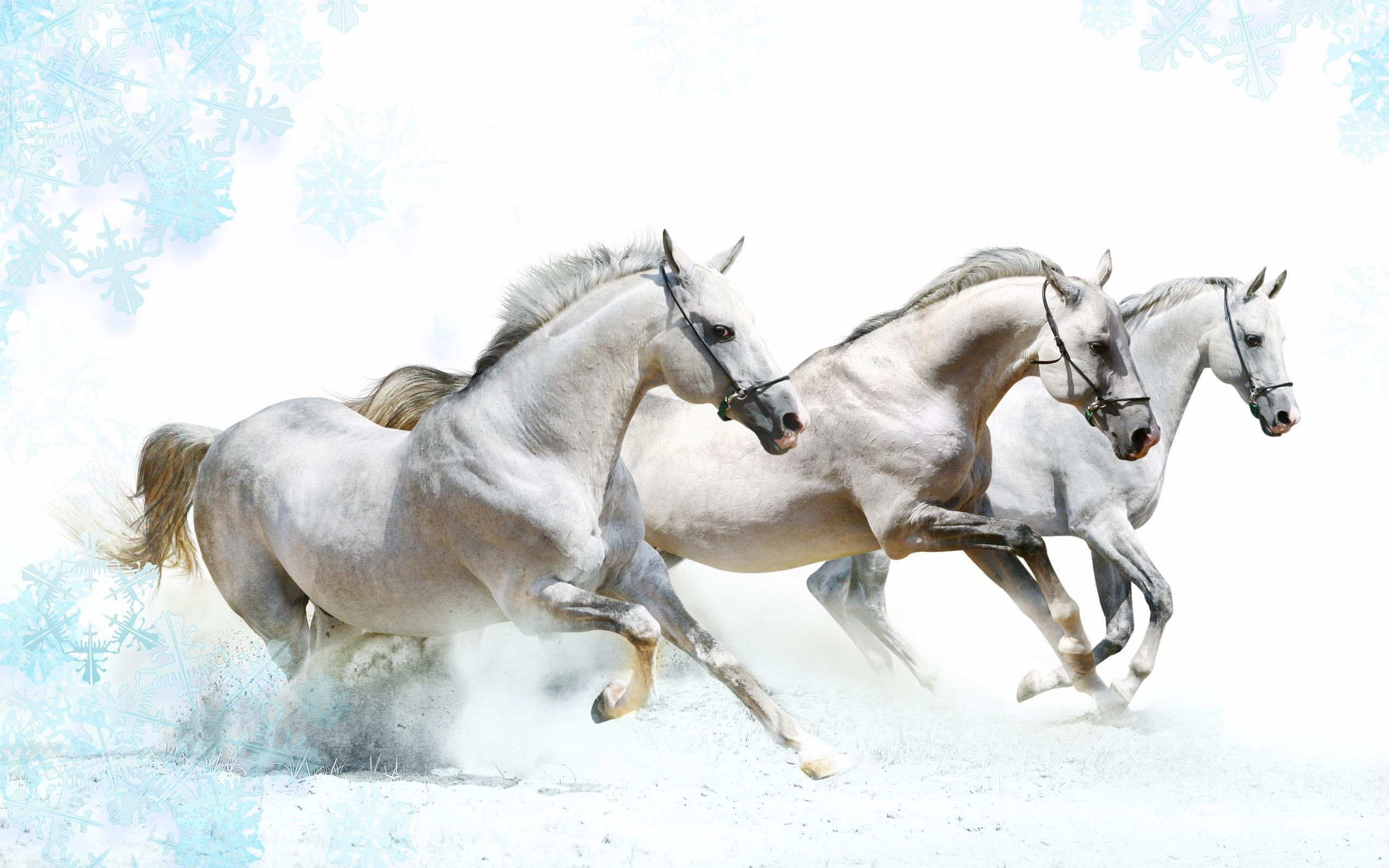 animal, horses, animals, horse, white, snow, runing, 2K, HD Wallpaper