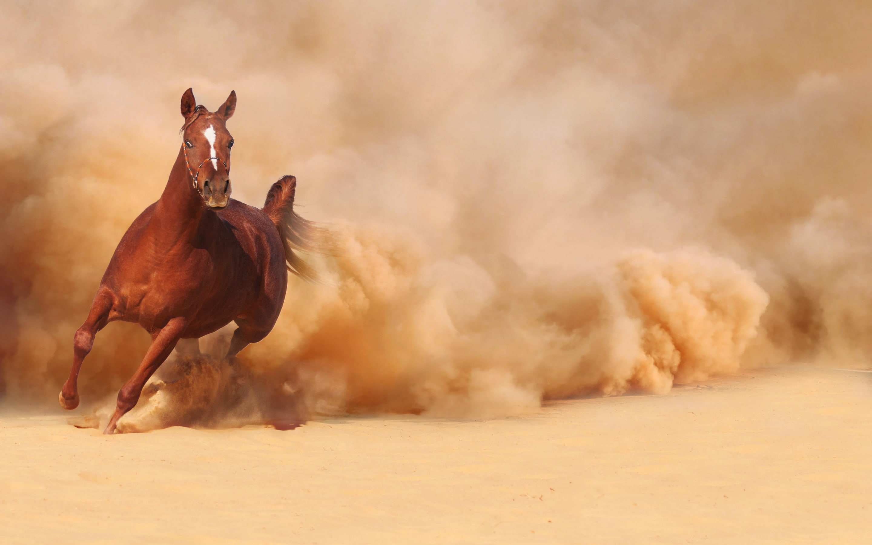 2K, horse, runing, HD Wallpaper