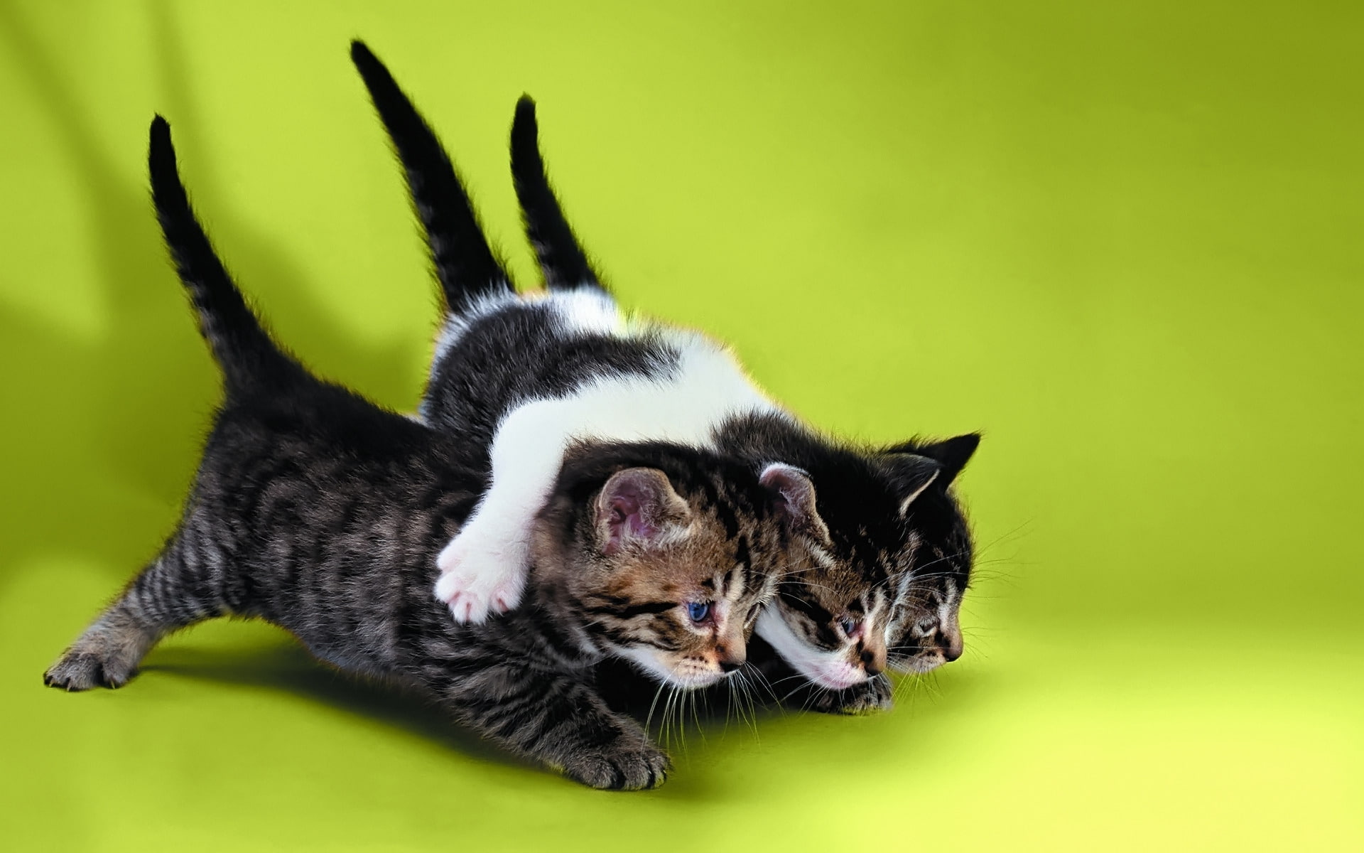 prepare, kitties, runing, 1080P, HD Wallpaper