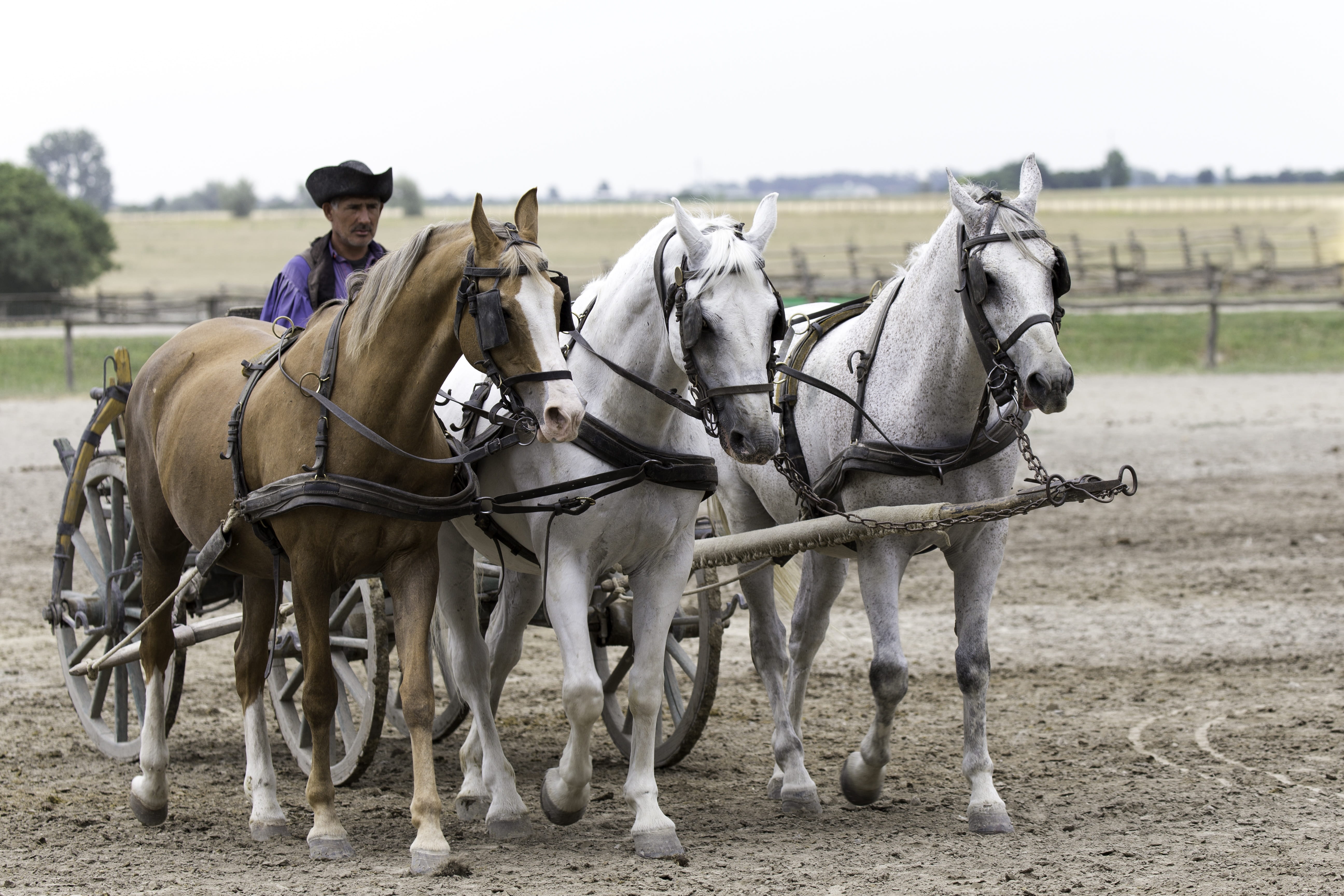 animal wildlife, pets, field, puszta horse farm, animals And Pets, Puszta, color Image, adult, Hungary, 5K, group of animals, people, Horse Farm, farm, HD Wallpaper