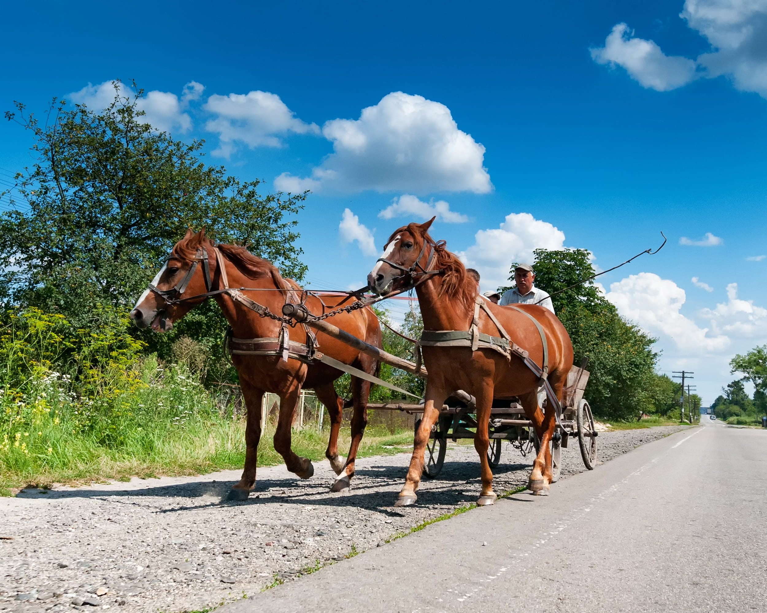 vertebrate, sunlight, Тернопіл, wagon, animal, pets, animal themes, drive, 1080P, riding, sun, transportation, Coach, domestic, tree, herbivorous, тернопіль, HD Wallpaper