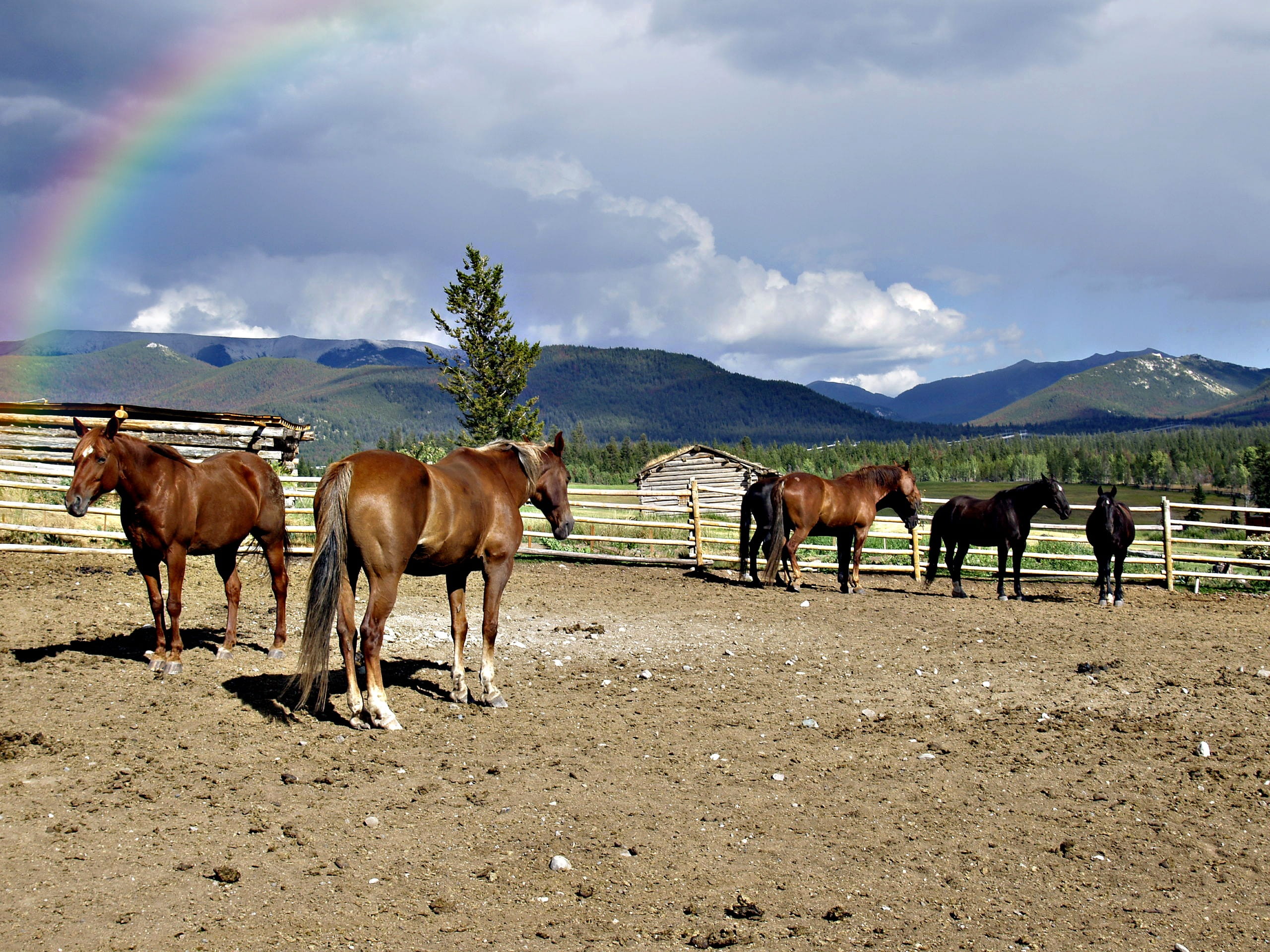 group of animals, sky, landscape, day, 2K, mountain, pets, horse, field, no people, livestock, environment, vertebrate, canada, animal, Horses, herbivorous, HD Wallpaper