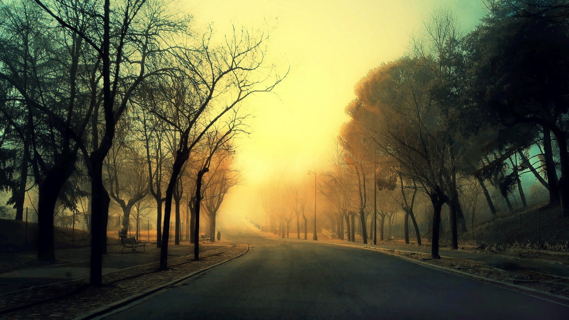 1080P, trees, bare, treelined, tranquility, sunset, fog, street, sun, nature, plant, beauty in nature, branch, outdoors, diminishing perspective, mist, HD Wallpaper