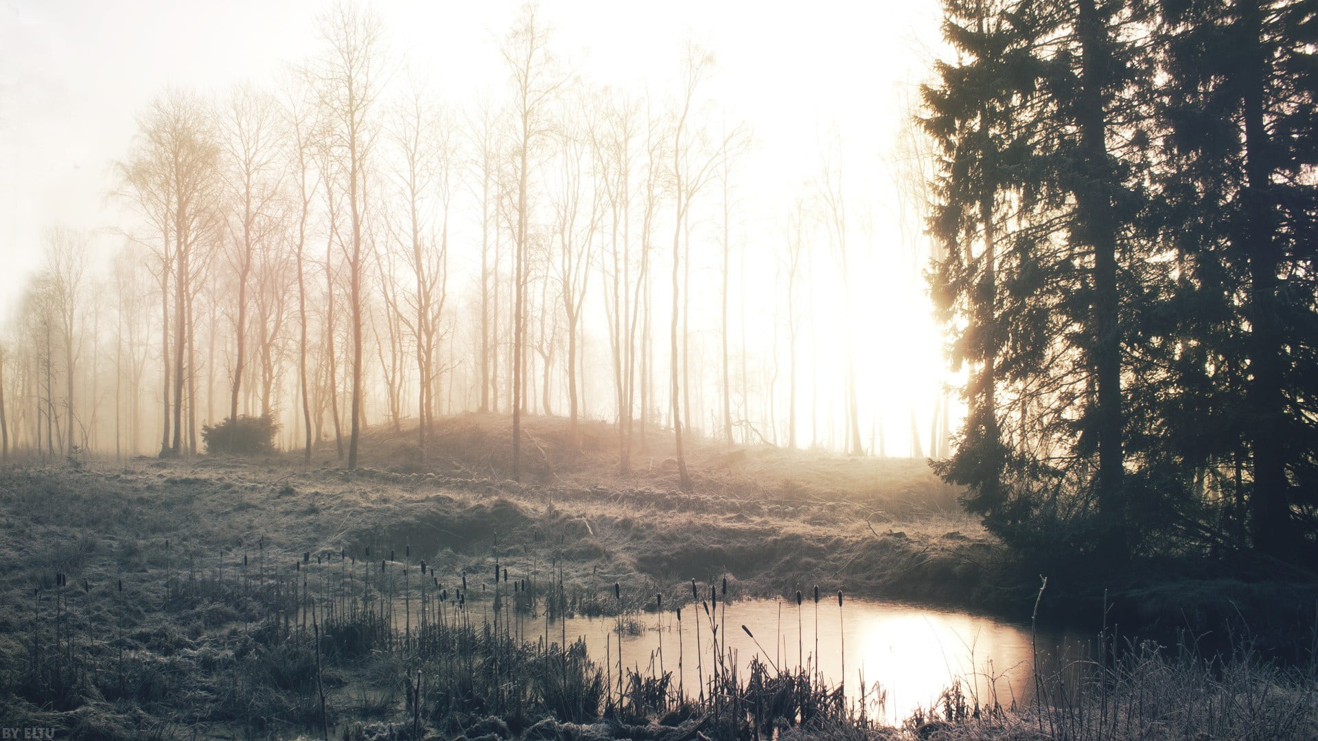 scenics - nature, outdoors, plant, beauty in nature, idyllic, creeks, forest, tree, water, no people, nature, hazy, lake, bare, reflection, trees, mist, HD Wallpaper