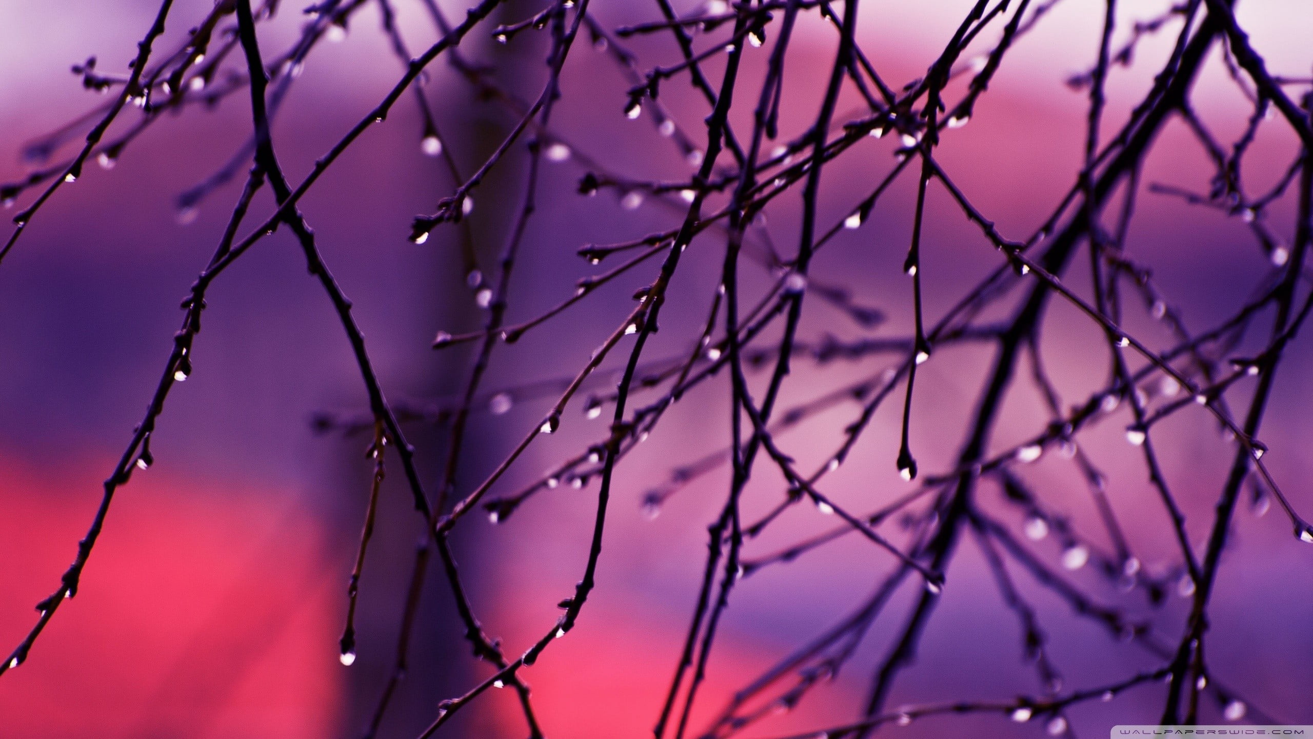 sunset, 2K, pink color, nature, flower, beauty in nature, twigs, fragility, springtime, branch, silhouette, plant, focus on foreground, close-up, tree, HD Wallpaper