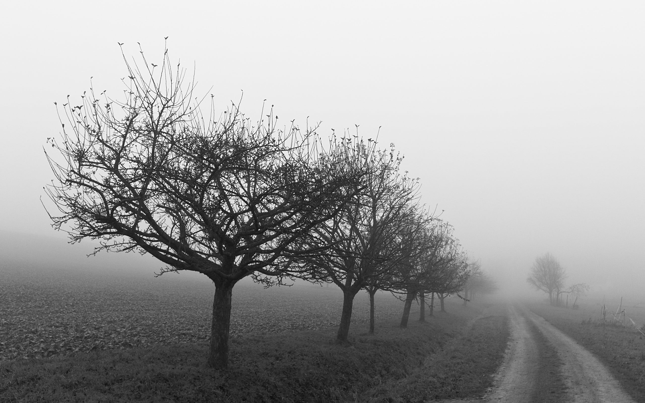 non-urban scene, tree, land, scenics - nature, day, treelined, nature, no people, bare, bare tree, sky, outdoors, tranquil scene, field, 2K, diminishing perspective, HD Wallpaper