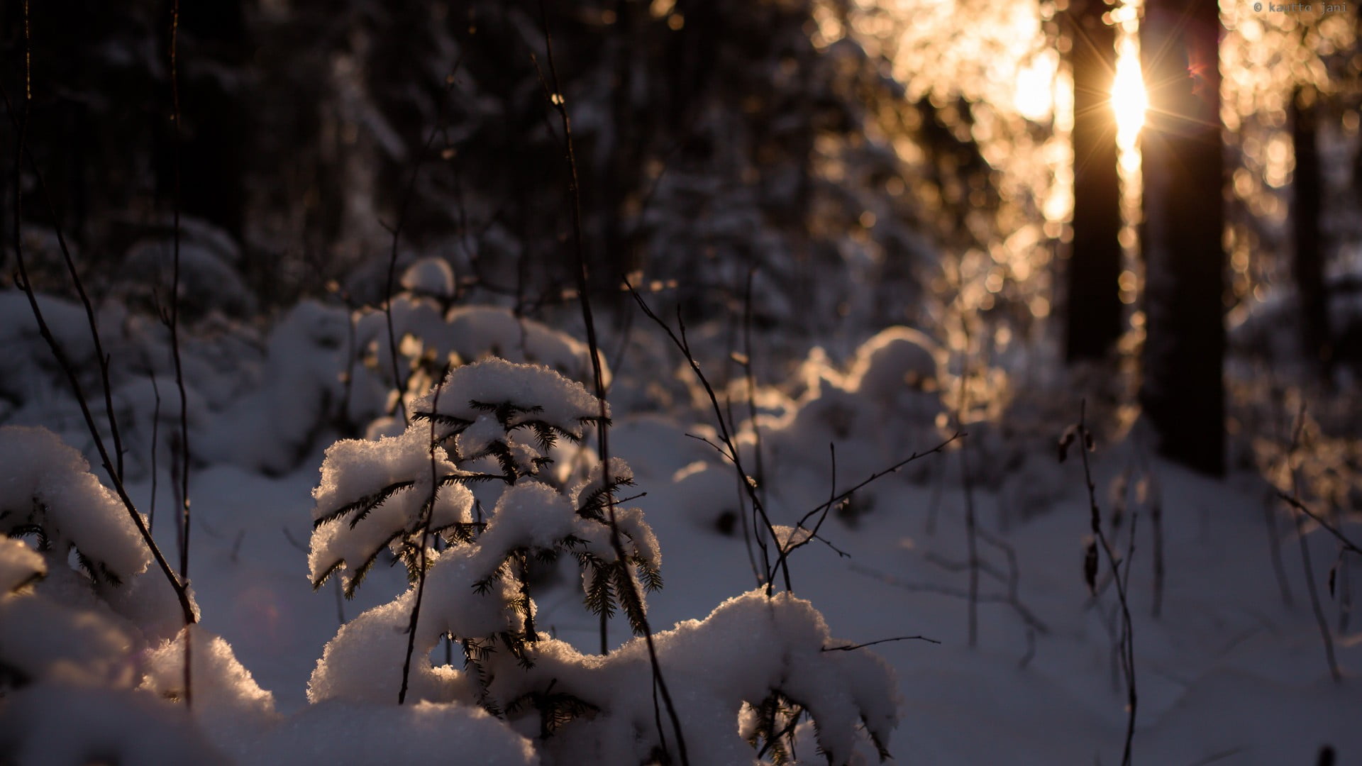 scenics - nature, day, tree, bare, beauty in nature, trees, outdoors, sunset, lens flare, no people, plant, focus on foreground, land, snow, nature, bokeh, HD Wallpaper