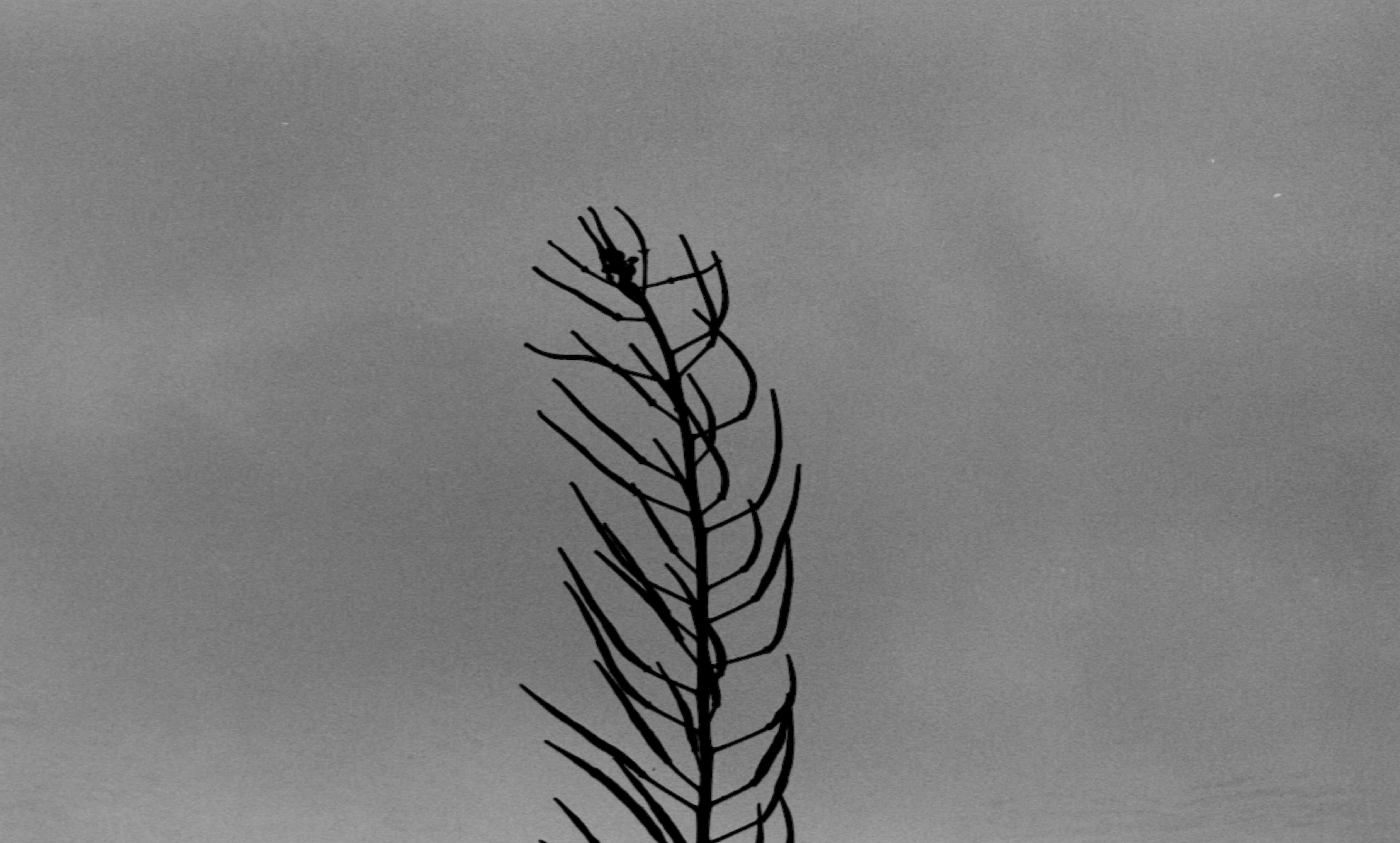 low angle view, 4K, clear sky, simple background, silhouette, plant, branch, tree, bare tree, copy space, outdoors, tranquility, vertebrate, plants, sky, HD Wallpaper