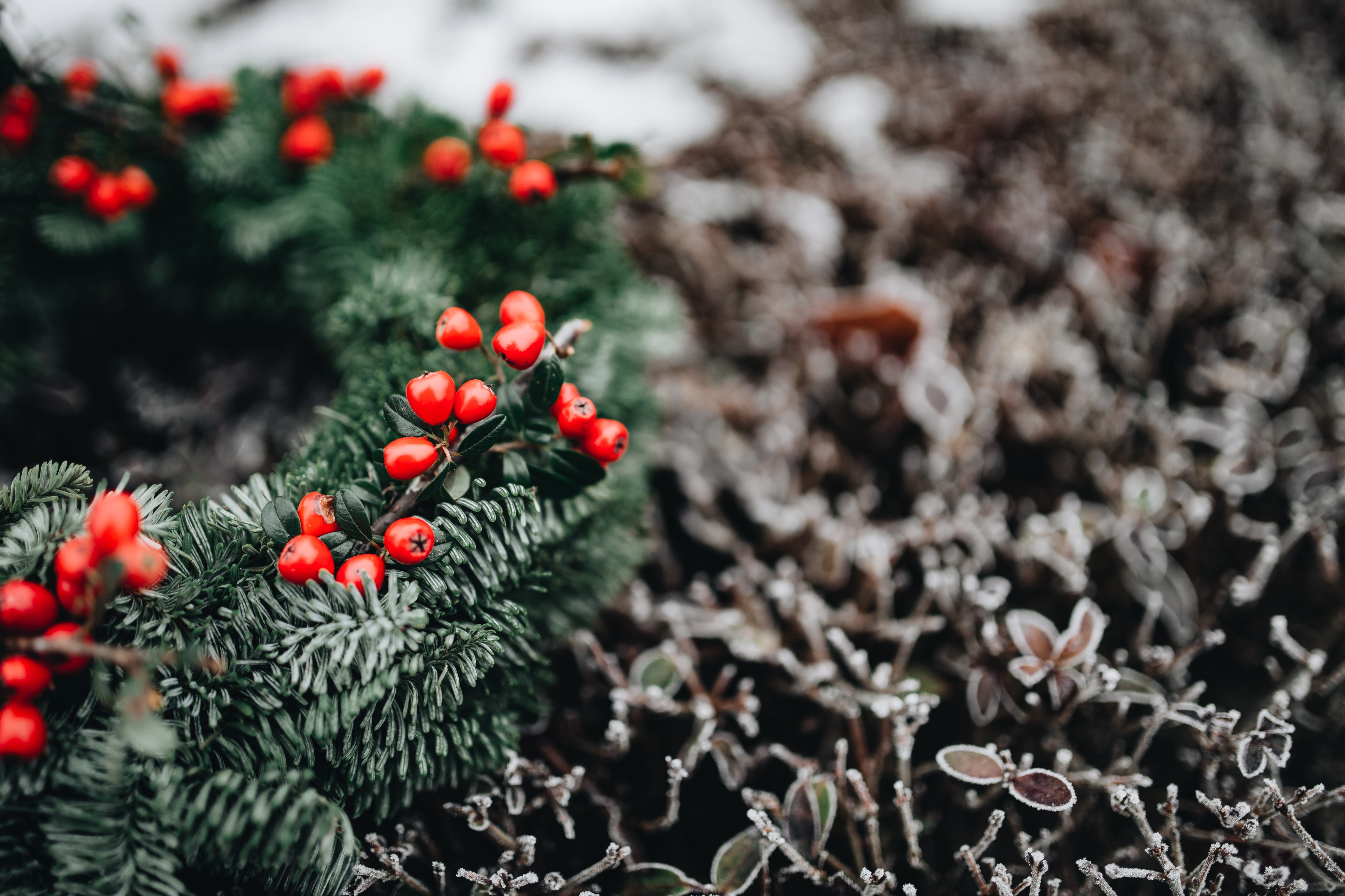 field, flower, food, close-up, fragility, freshness, wreath, holly, vulnerability, evergen, winter, growth, christmas, 5K, beauty in nature, fruit, advent, HD Wallpaper