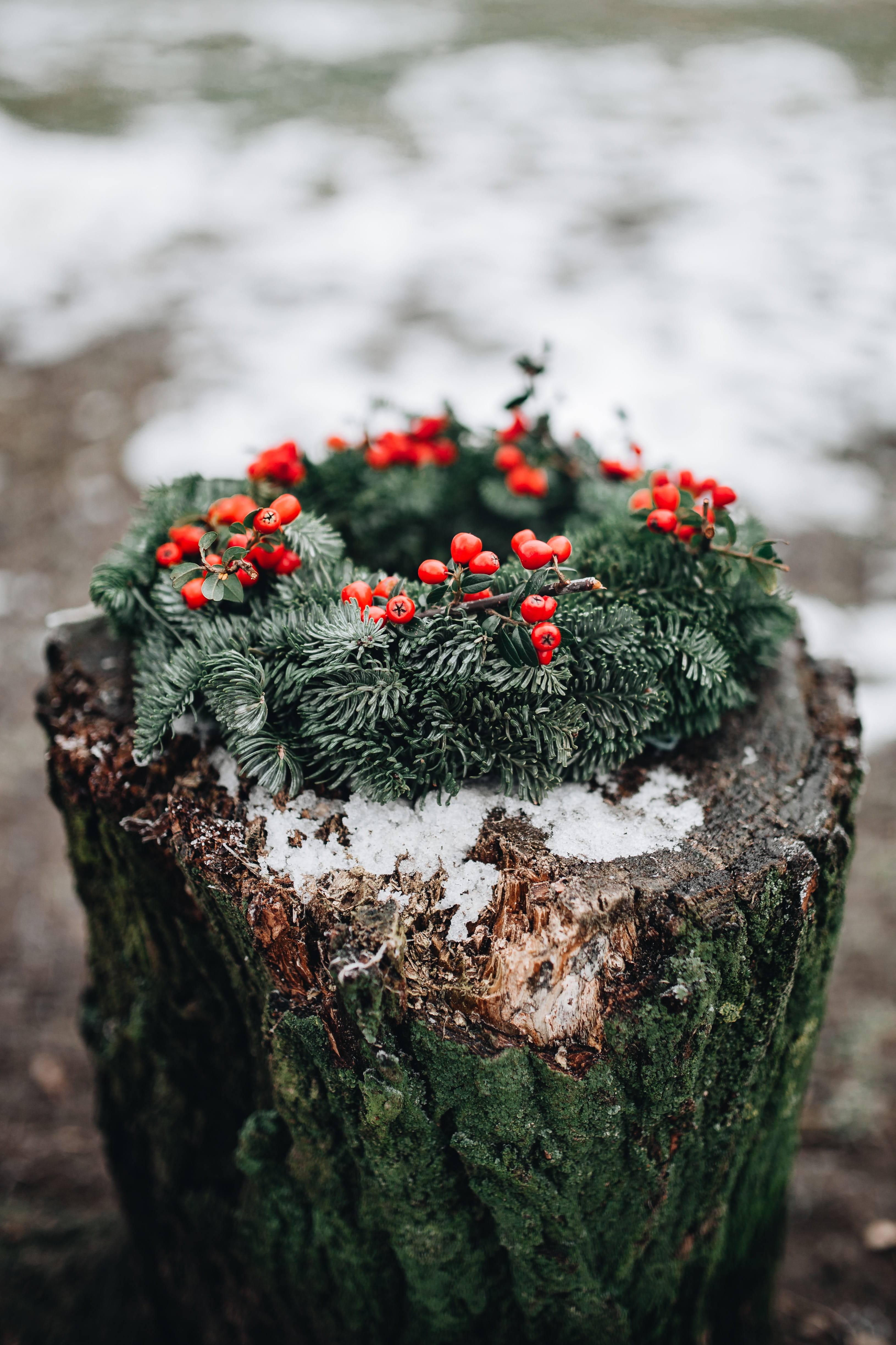 cold temperature, day, freshness, christmas, xmas, moss, wreath, beauty in nature, bark, plant, lichen, fresh, selective focus, advent, 4K, winter, green color, Phone HD Wallpaper