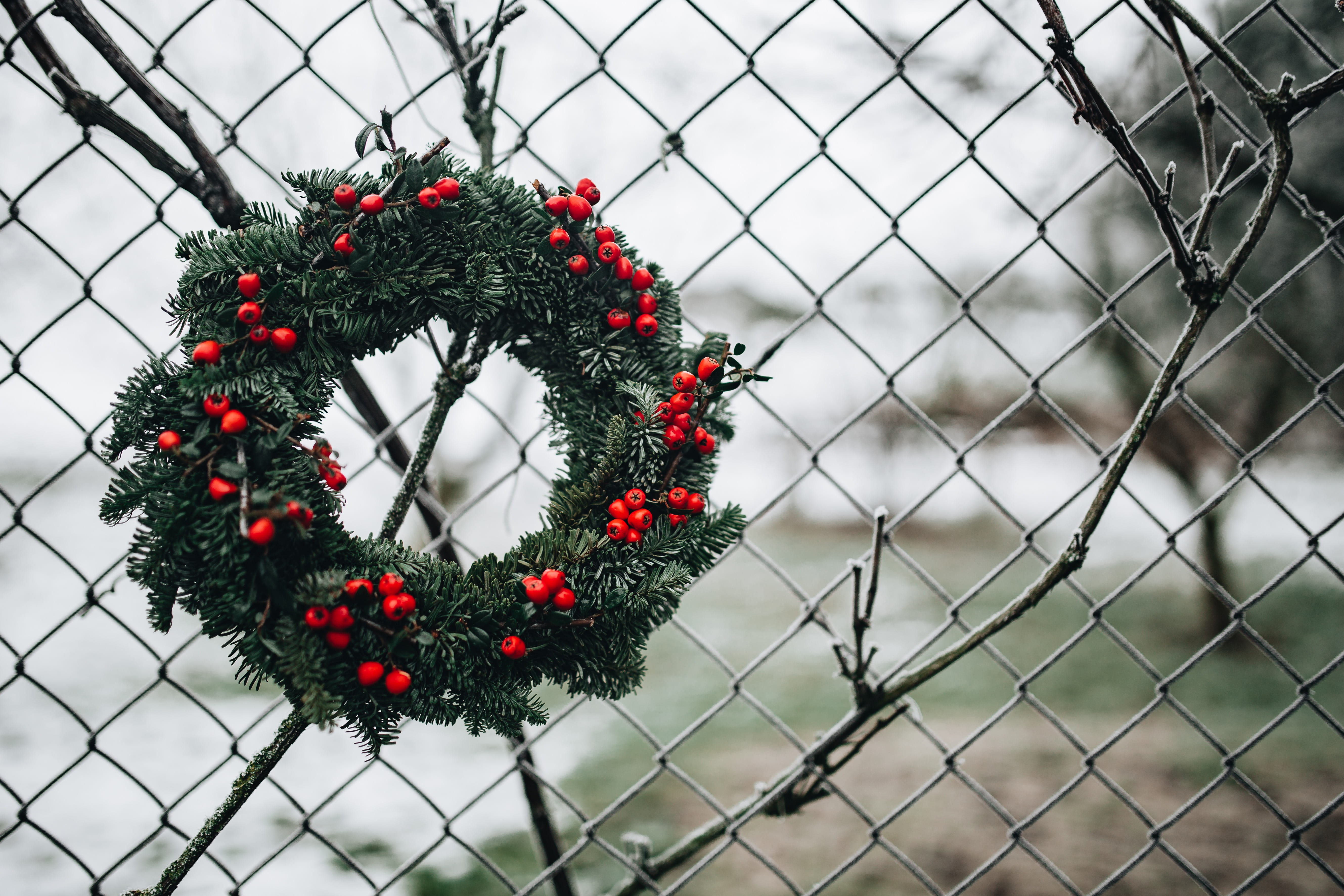 barrier, fresh, 5K, holly, boundary, beauty in nature, fence, security, focus on foreground, metal, chainlink fence, xmas, close-up, safety, advent, nature, HD Wallpaper