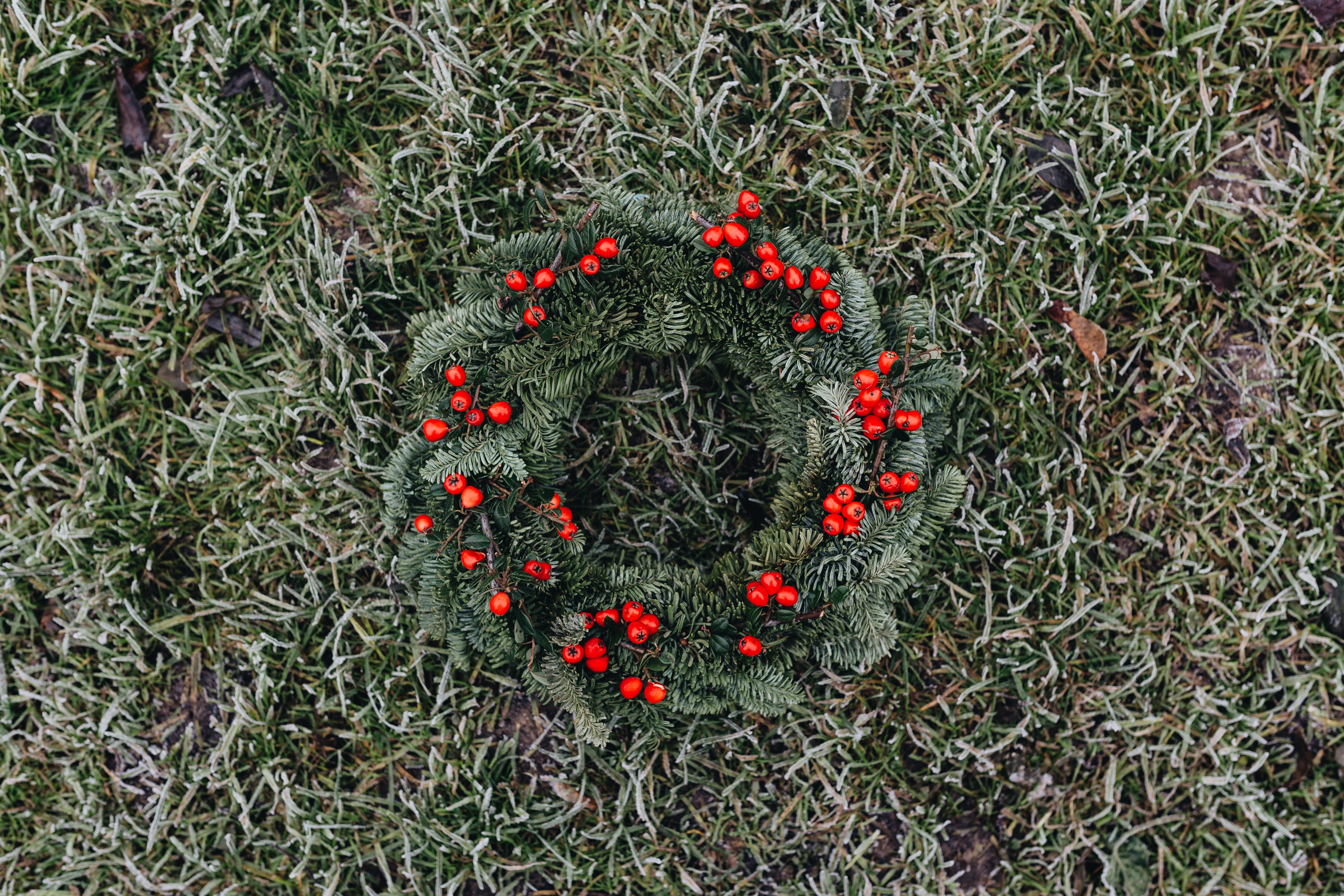 flower head, red, land, beauty in nature, high angle view, no people, green color, flower, inflorescence, merry, fresh, holly, evergen, fragility, freshness, HD Wallpaper