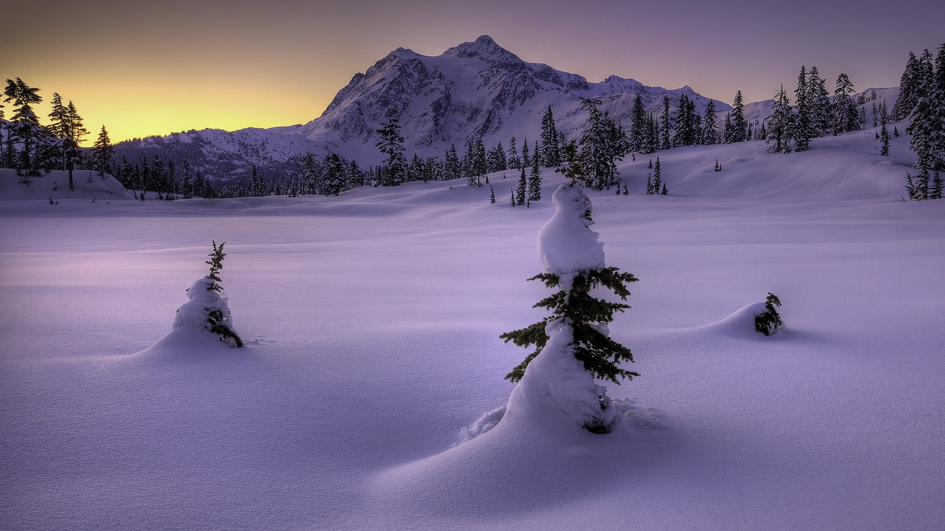 snowcapped mountain, winter sport, land, sport, mountain, non-urban scene, purple, leafed, white color, cold temperature, mountains, coniferous tree, trees, HD Wallpaper