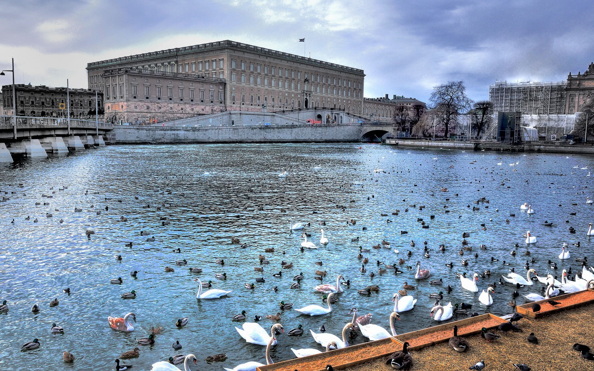 vertebrate, flock, large group of animals, water, animal, animal themes, ducks, Stockholm, river, Sweden, sky, animal wildlife, group of animals, flock of birds, HD Wallpaper