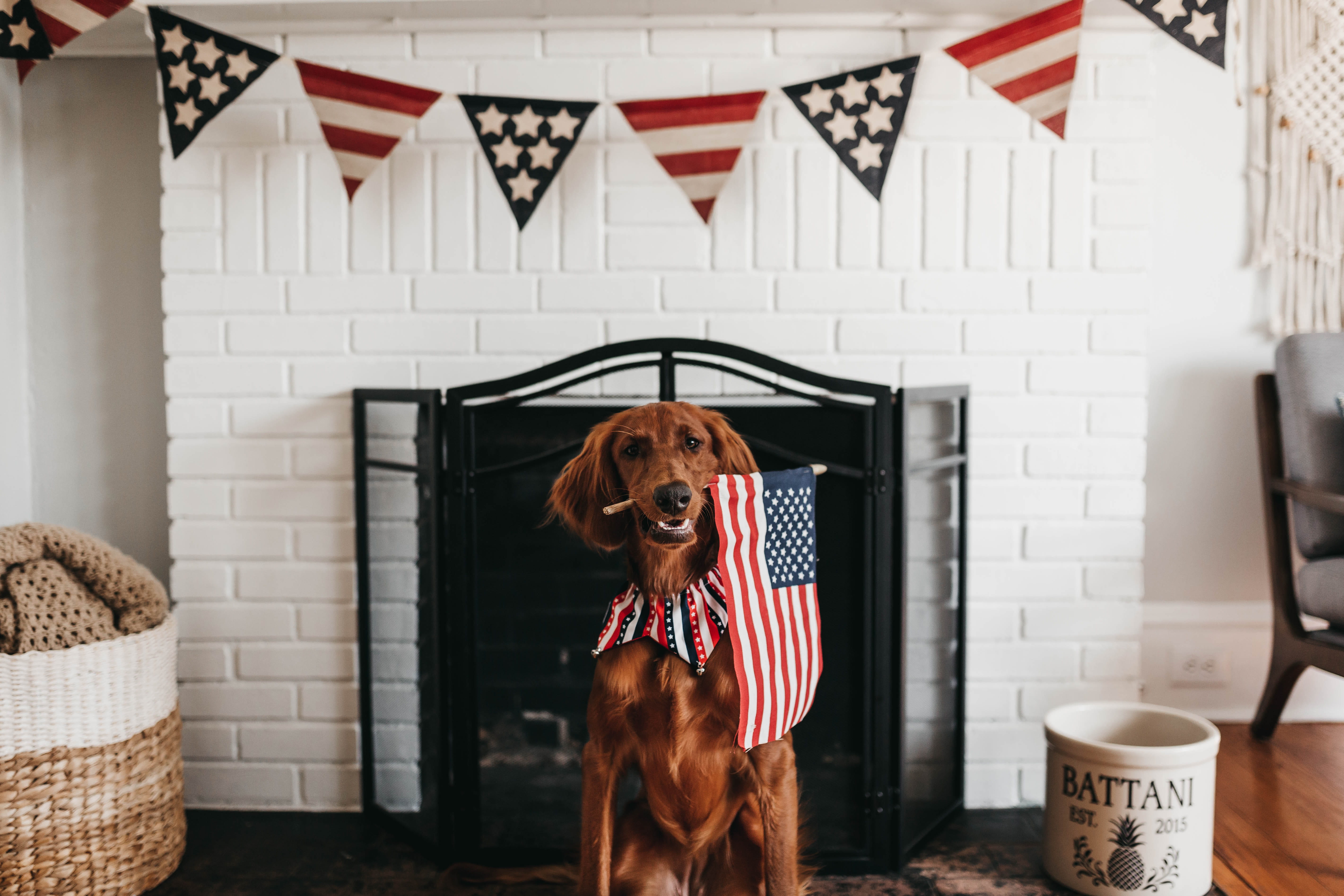pets, dog, coated, chair, home decor, interior design, day, biting, home, flag, domestic, living room, patriotic, short, puppy, patriotism, striped, american flag, HD Wallpaper