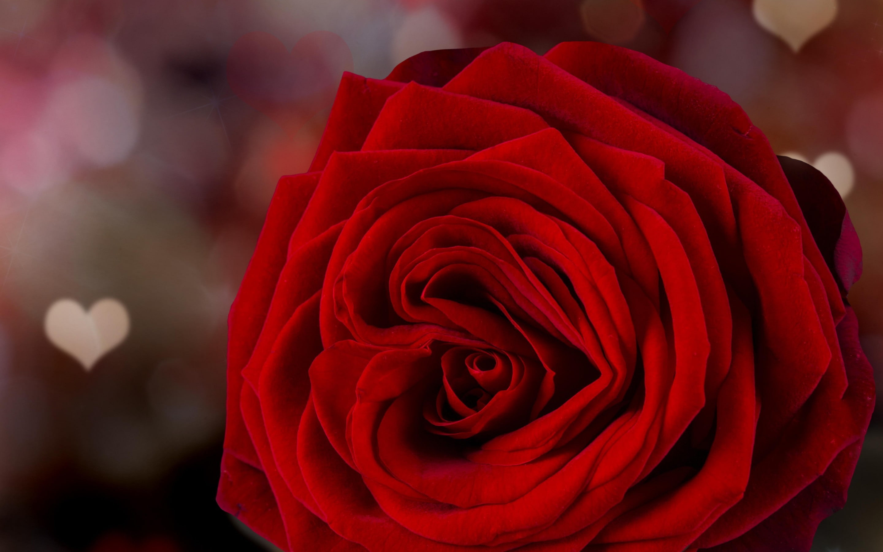 rose, day, love, Valentines day, red, 2K, petals, roses, valentine, s, flowers, HD Wallpaper