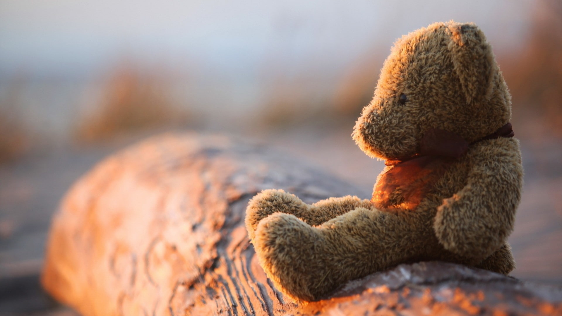 winter, 1080P, day, teddy bears, selective focus, outdoors, hopelessness, close-up, nature, bears, depth of field, representation, softness, animals, toy, HD Wallpaper