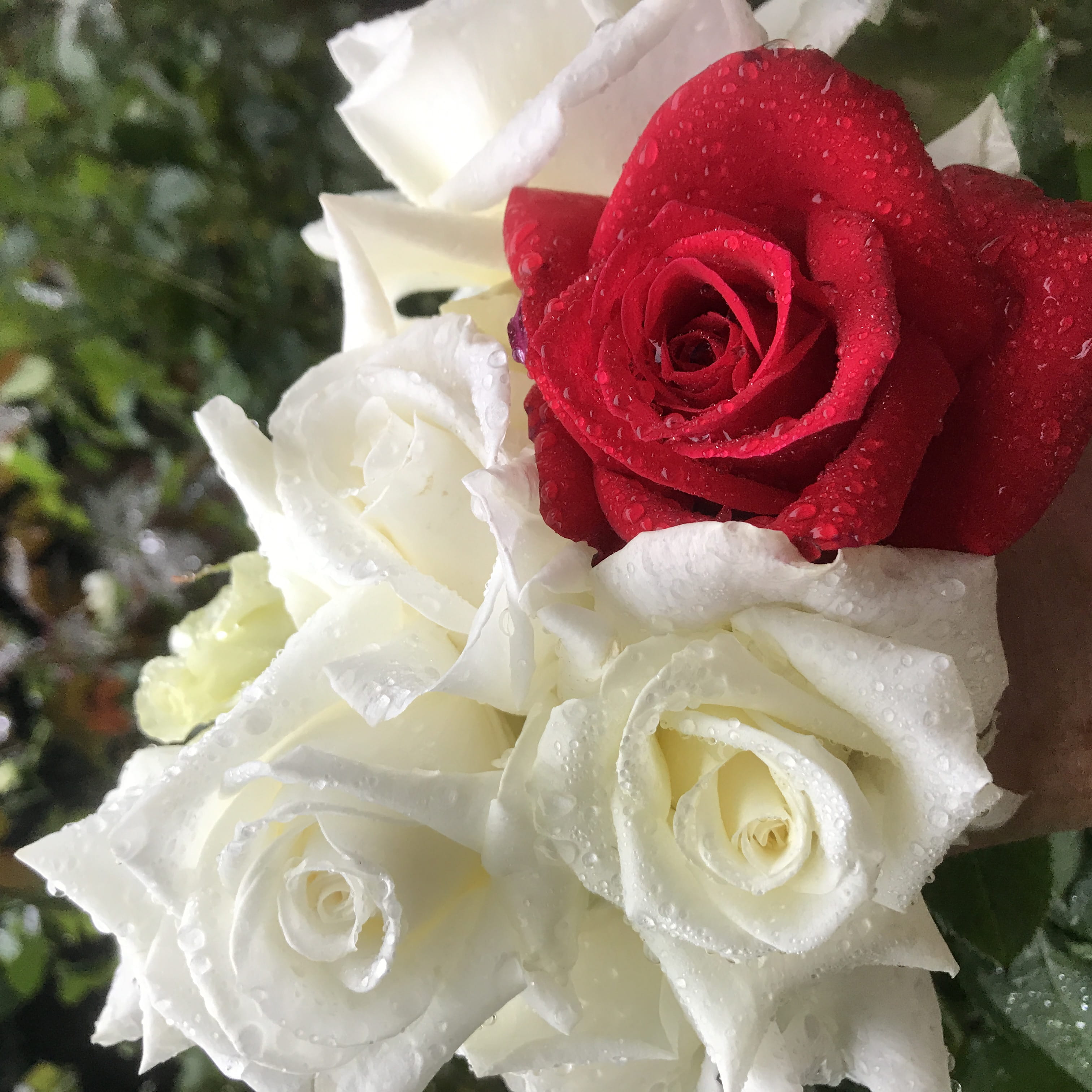 nature, white color, flowers, inflorescence, flower arrangement, flower, flower head, bouquet, red, focus on foreground, vulnerability, petal, rose, roses, Phone HD Wallpaper
